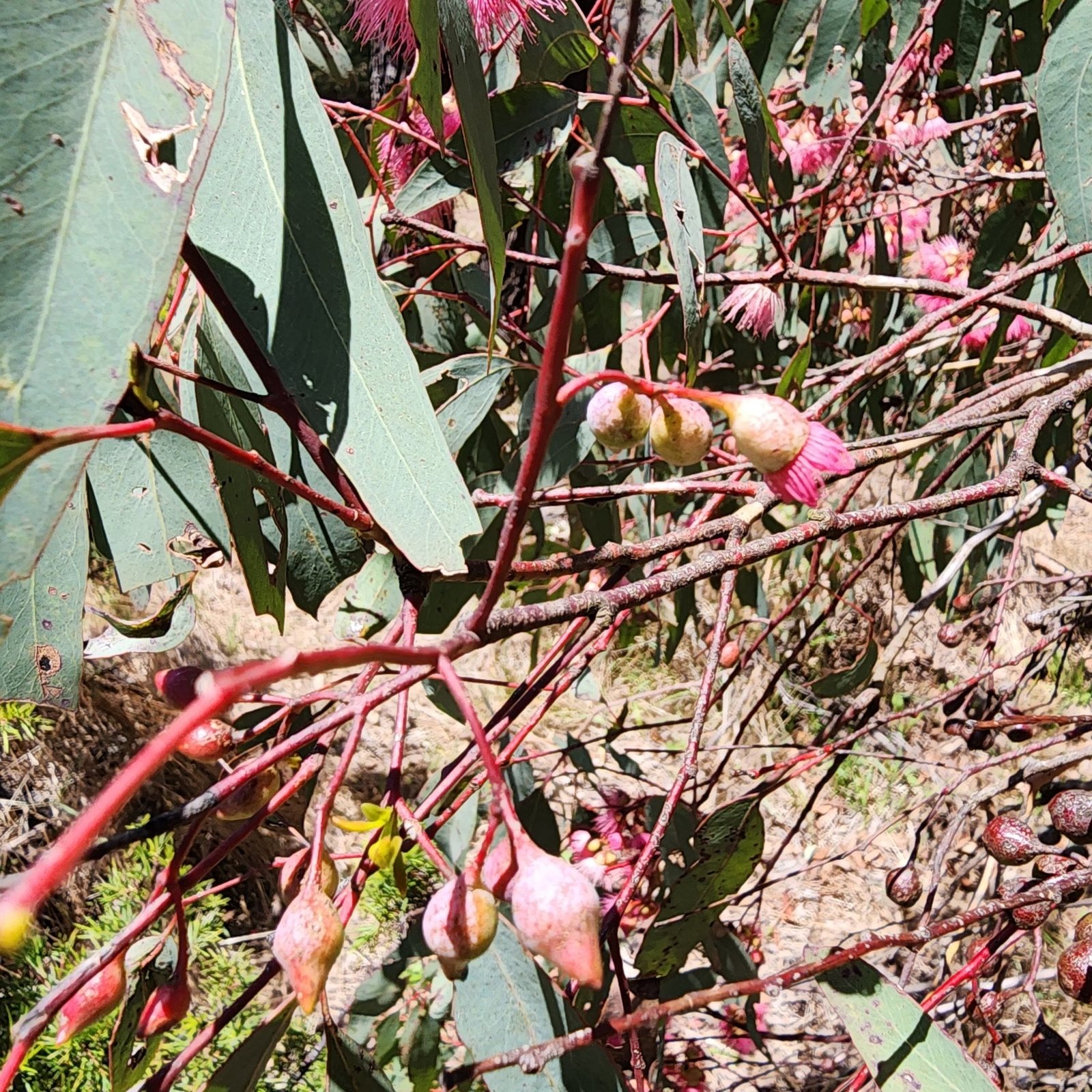 Red ironbark