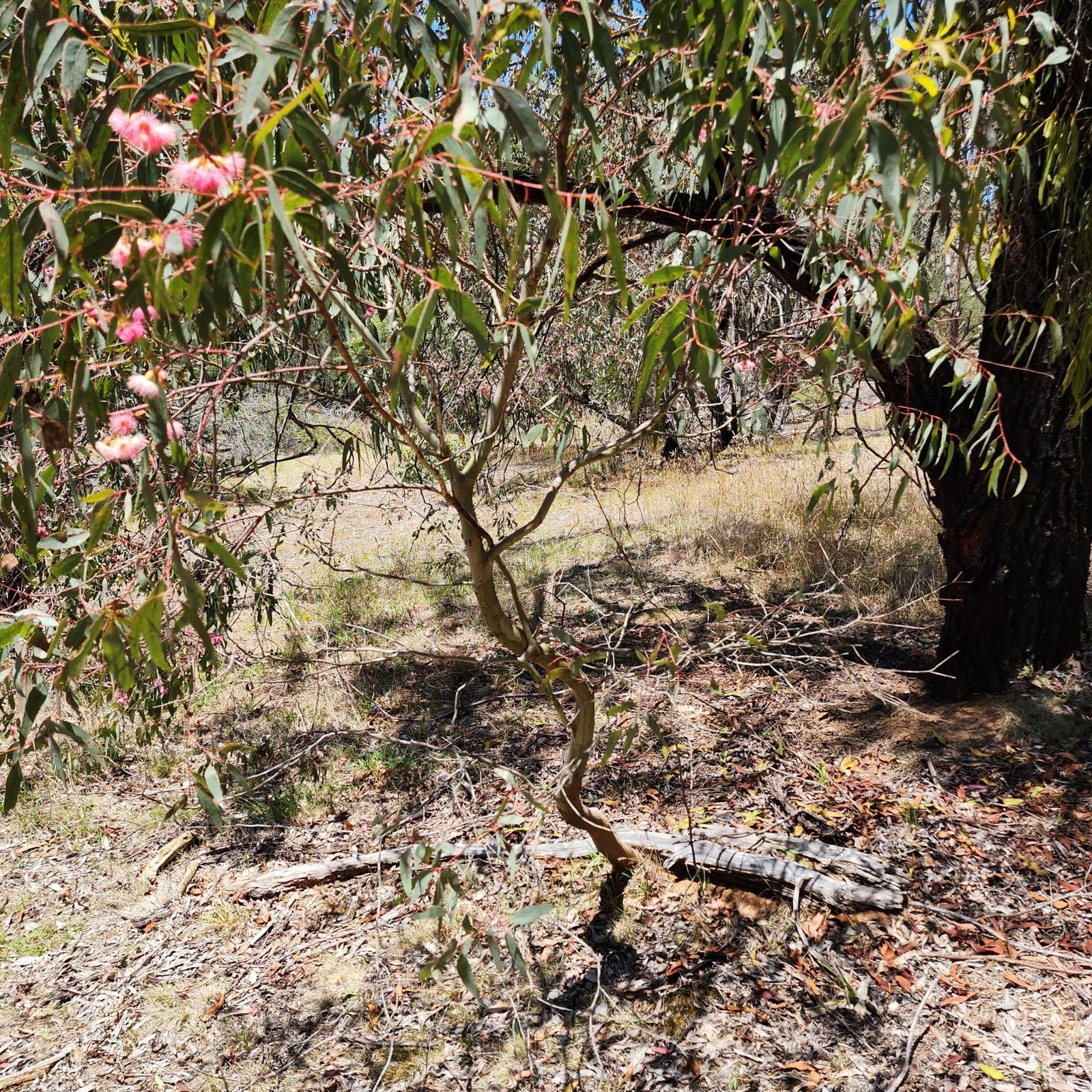 Red ironbark