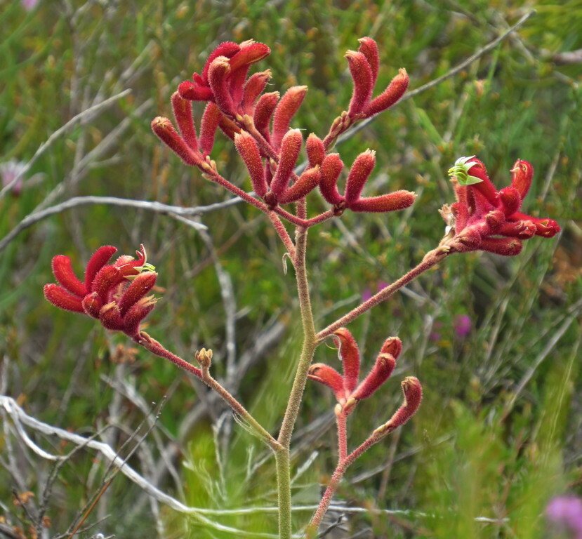 Red kangaroo paw