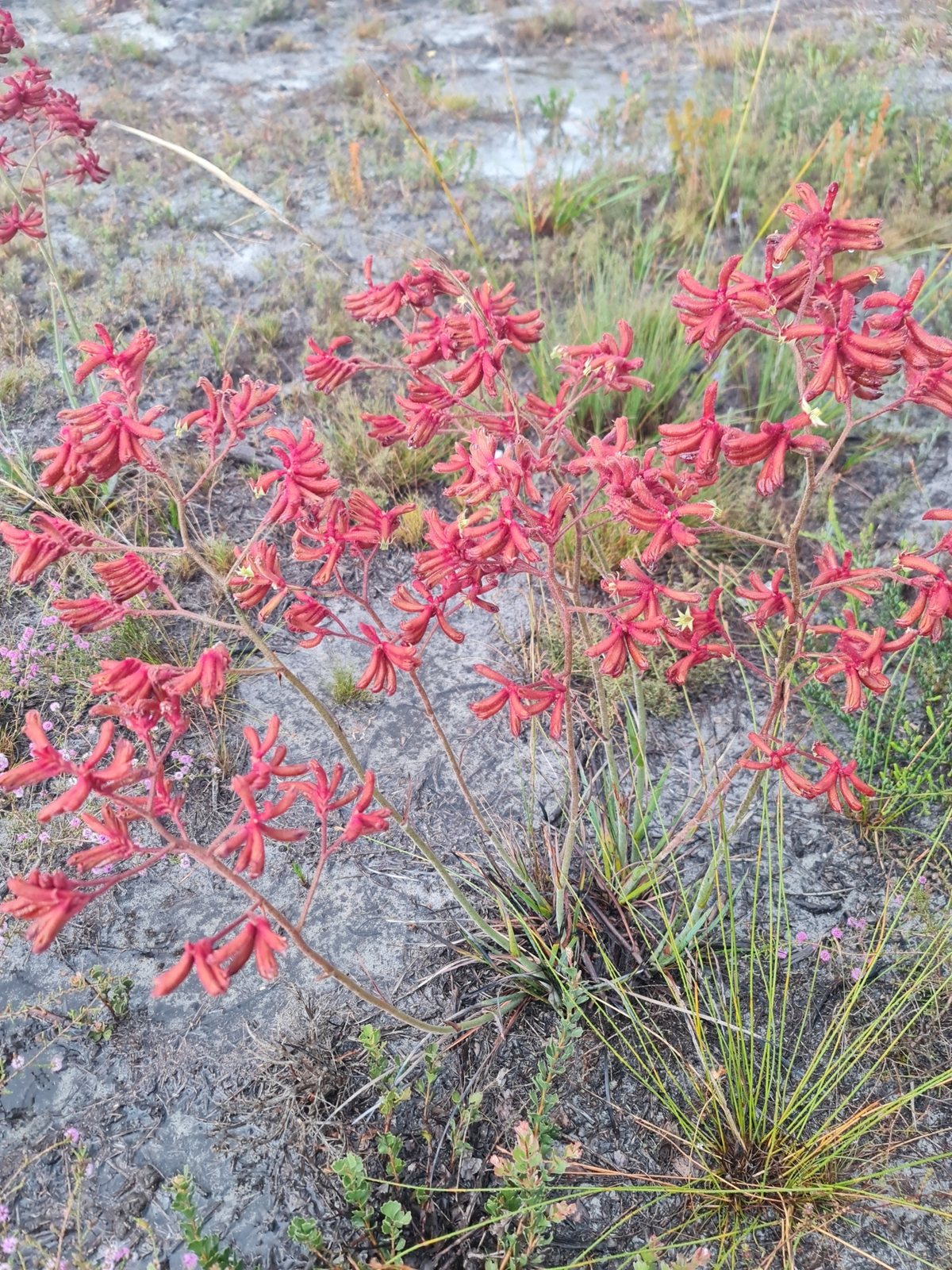 Red kangaroo paw