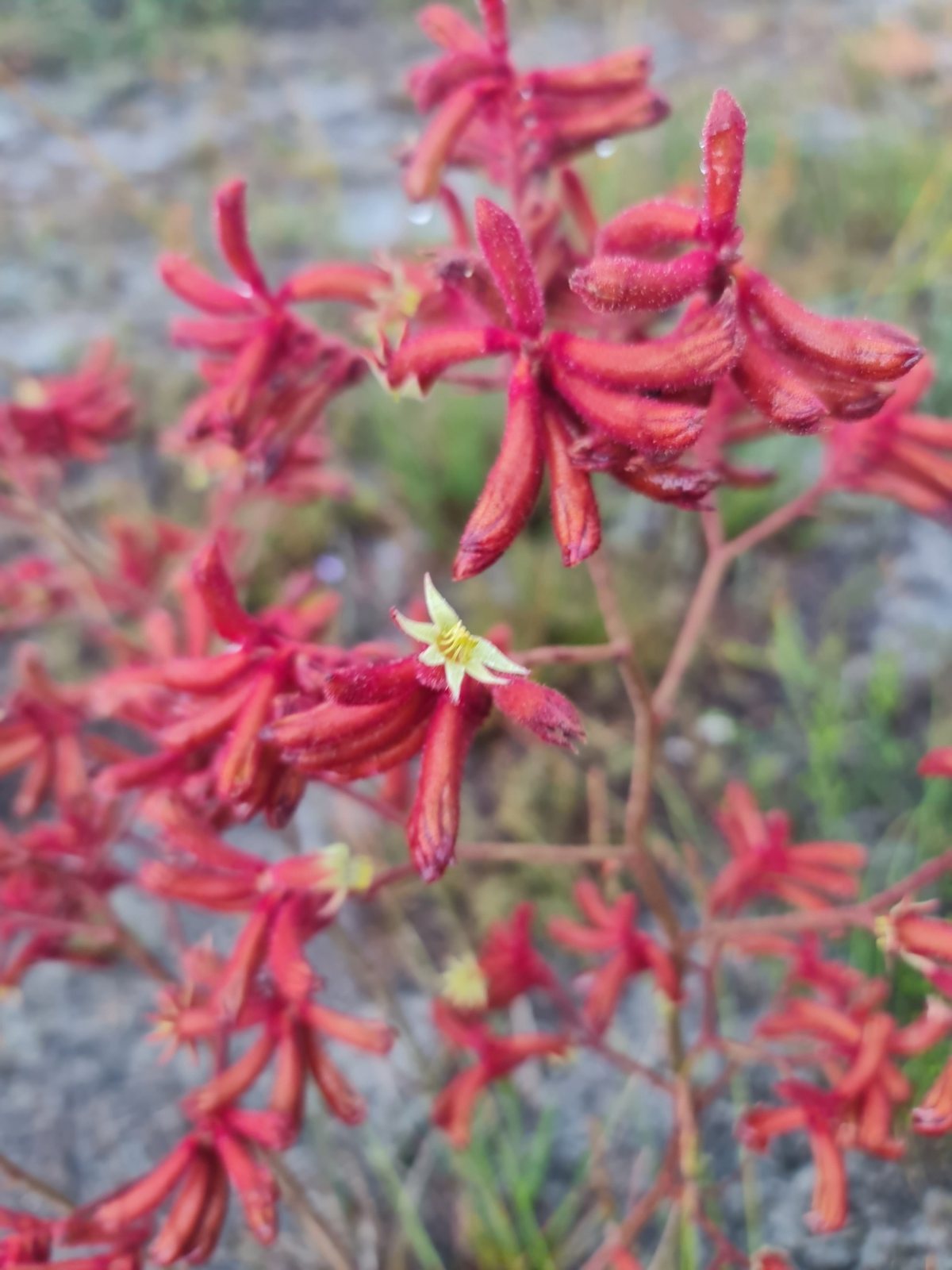 Red kangaroo paw