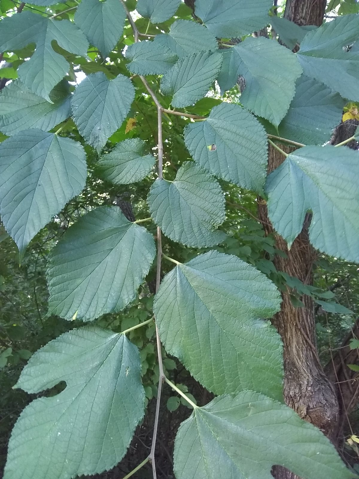 Red mulberry