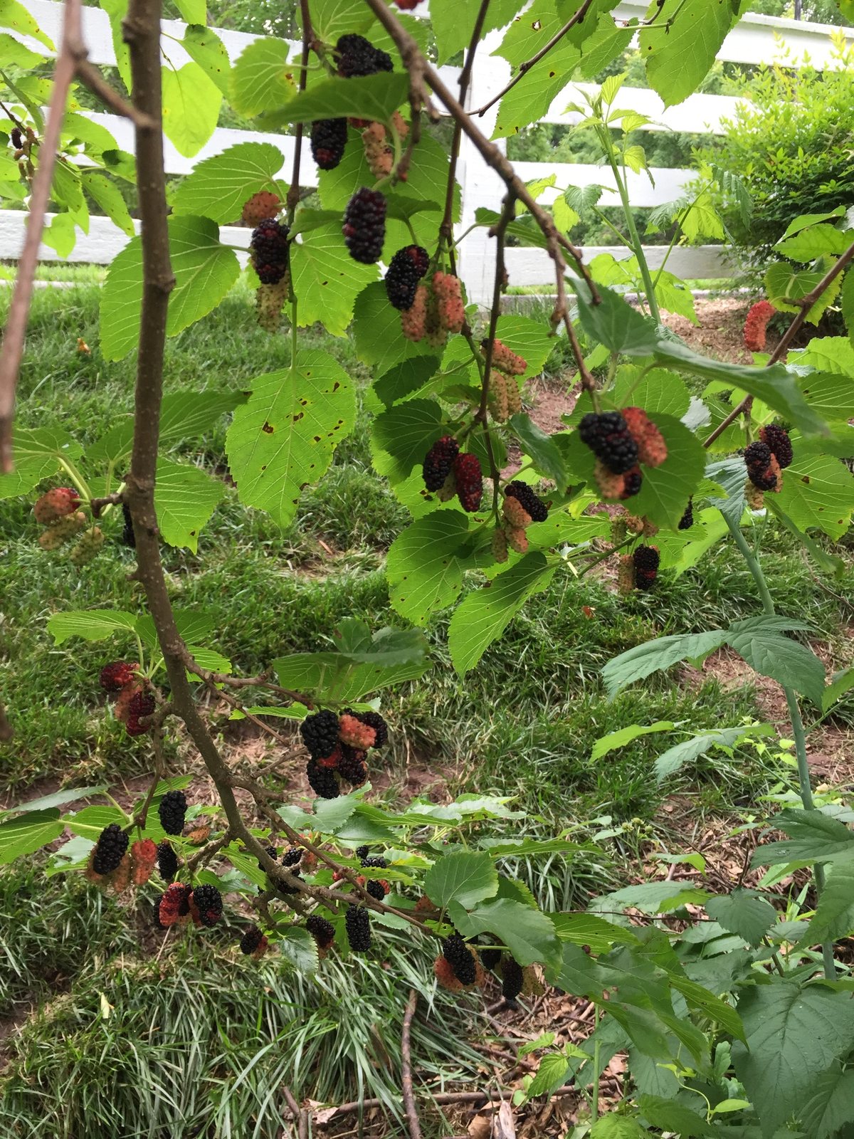 Red mulberry