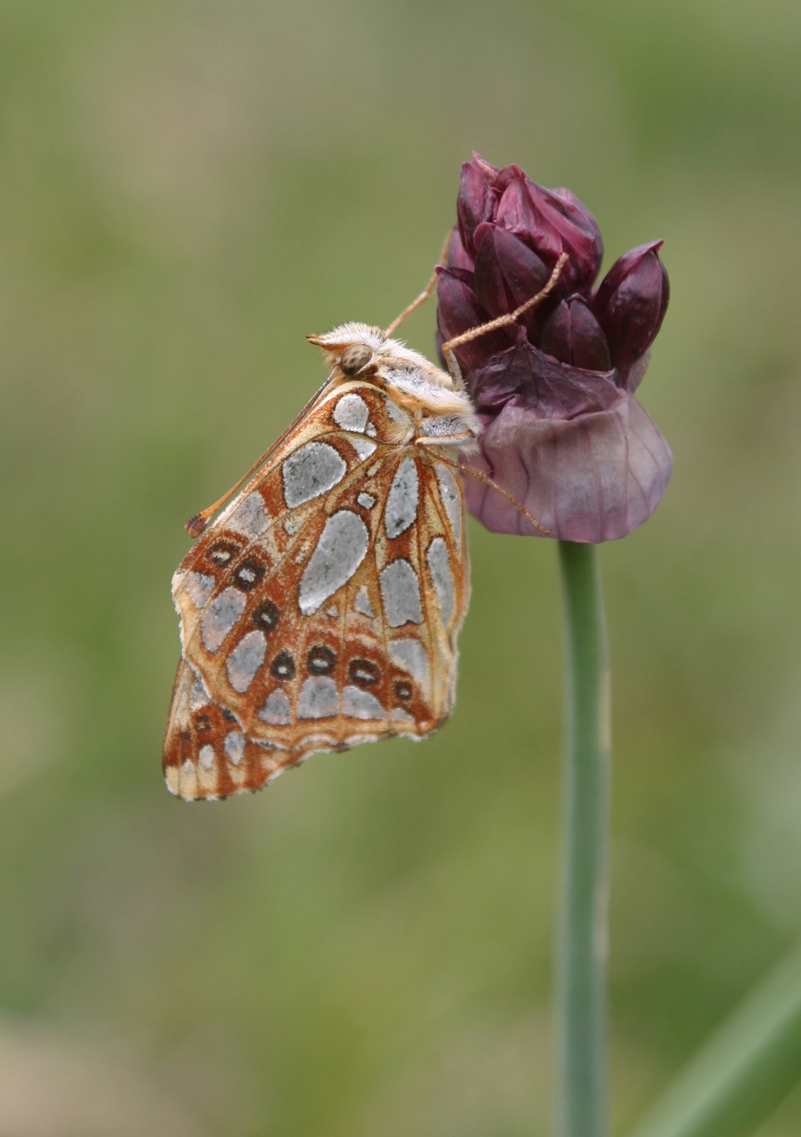 Red onion 'Red Baron'