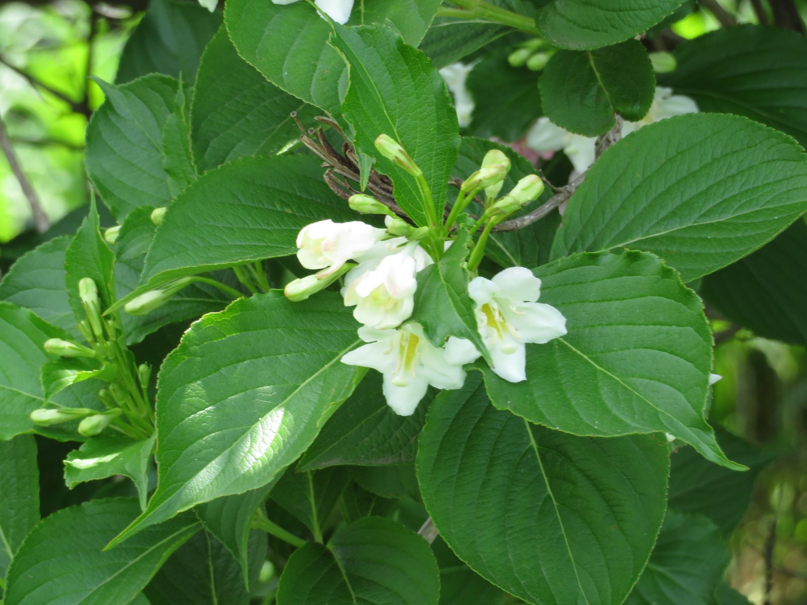 Red Prince weigela
