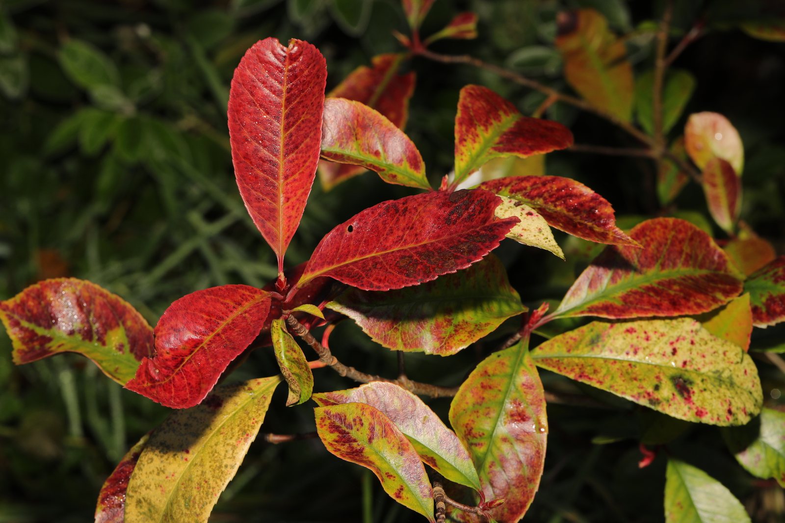 Red Robin photinia