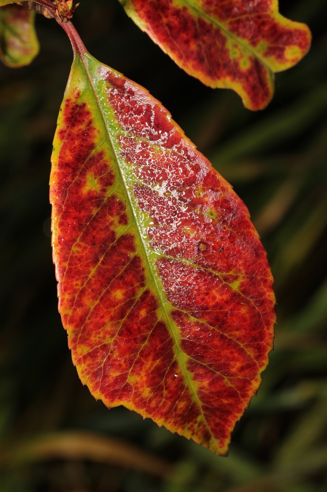 Red Robin photinia