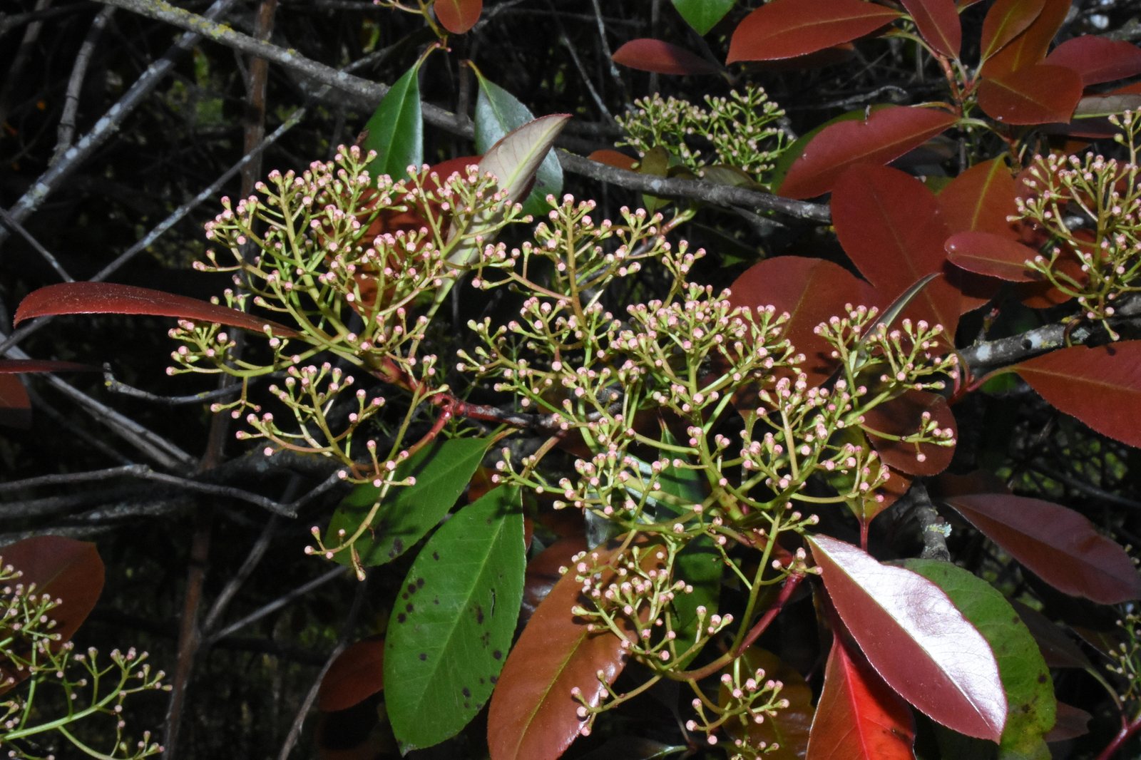 Red Robin photinia