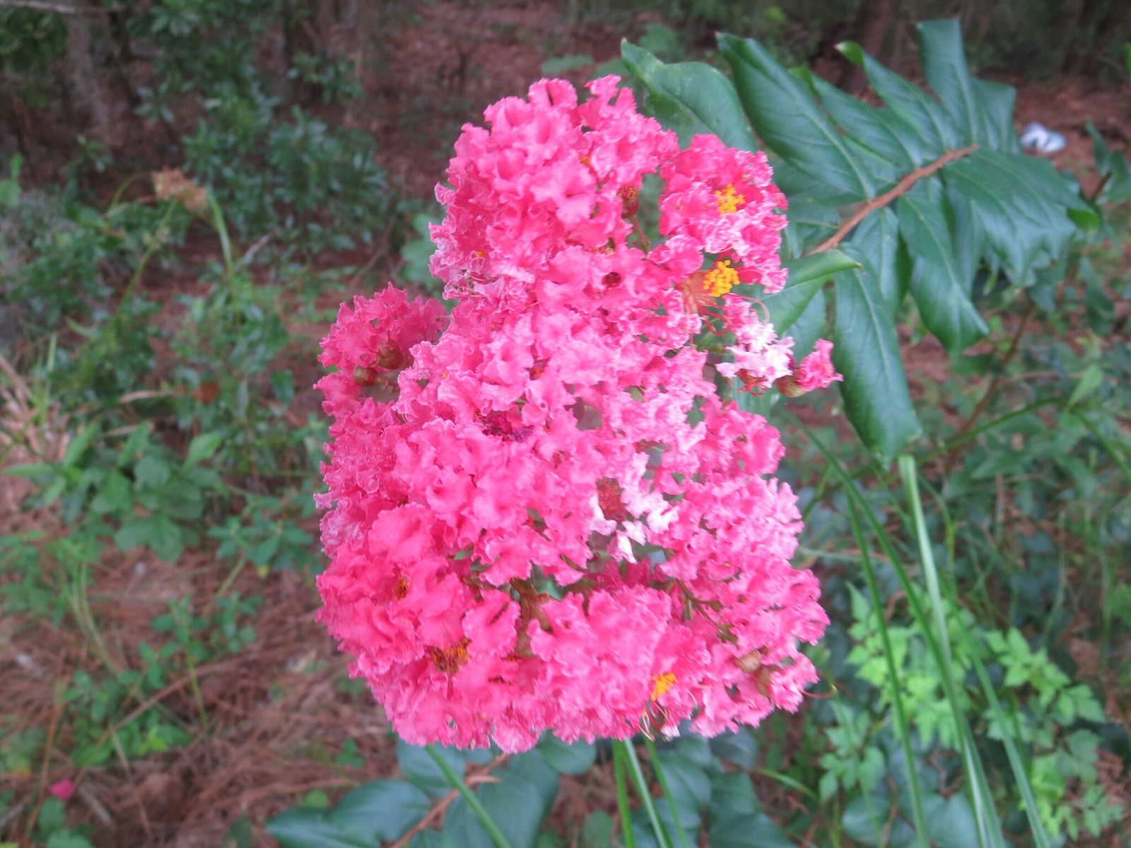Red Rocket crape myrtle