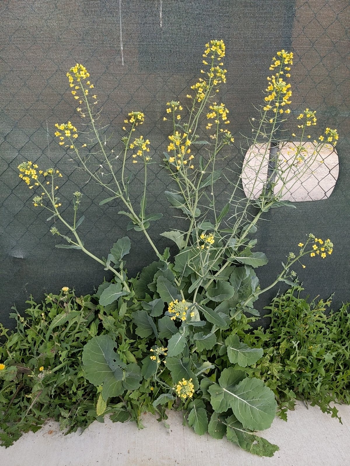 Red Russian kale