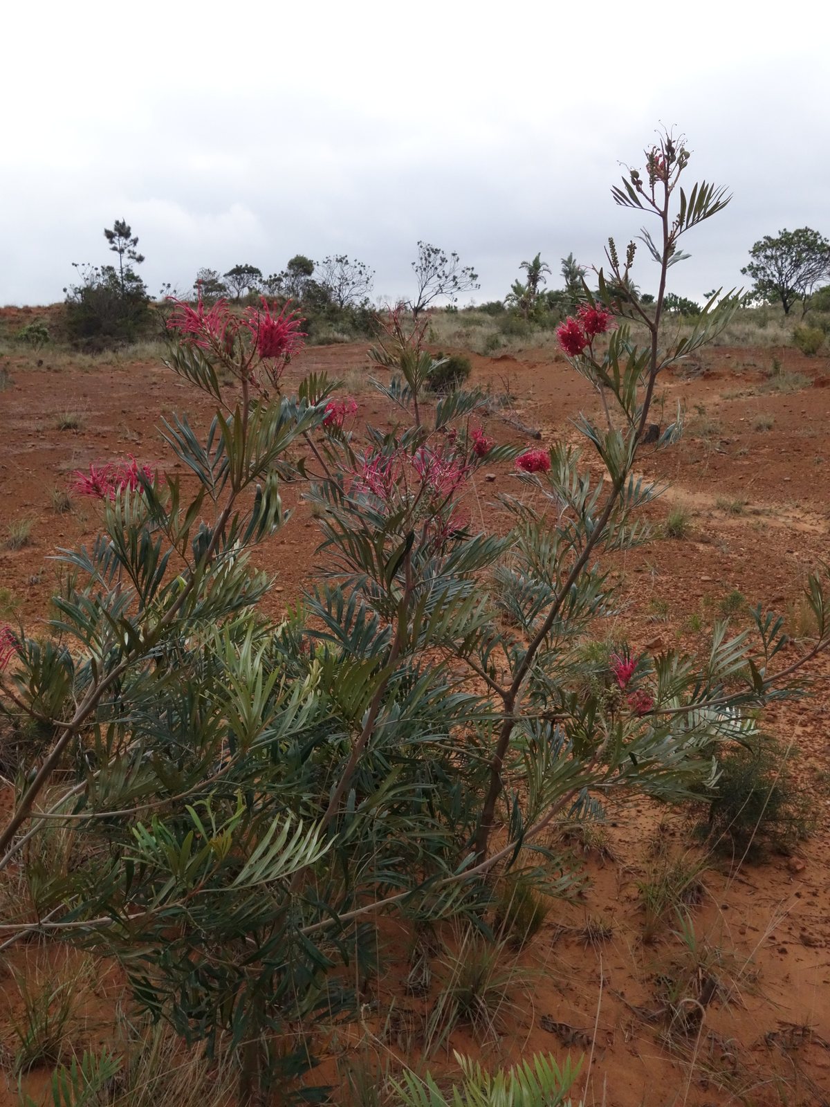 Red silky oak