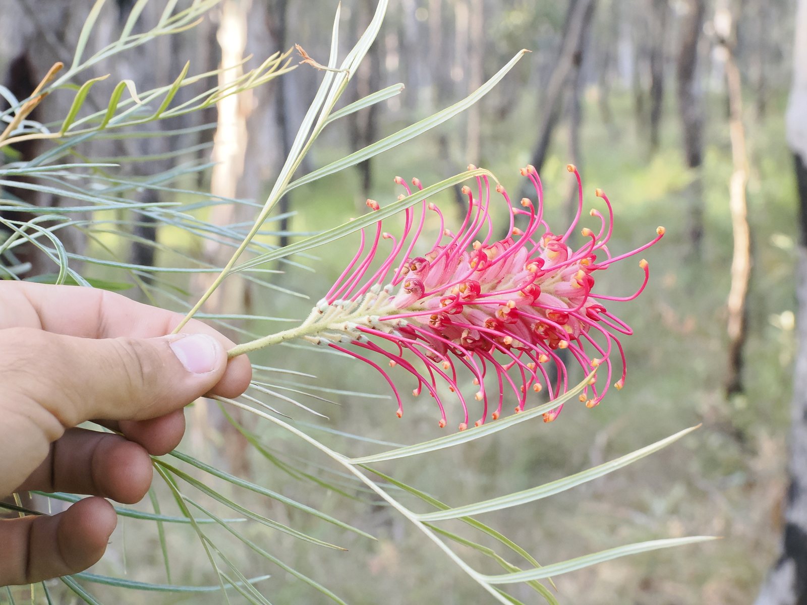 Red silky oak