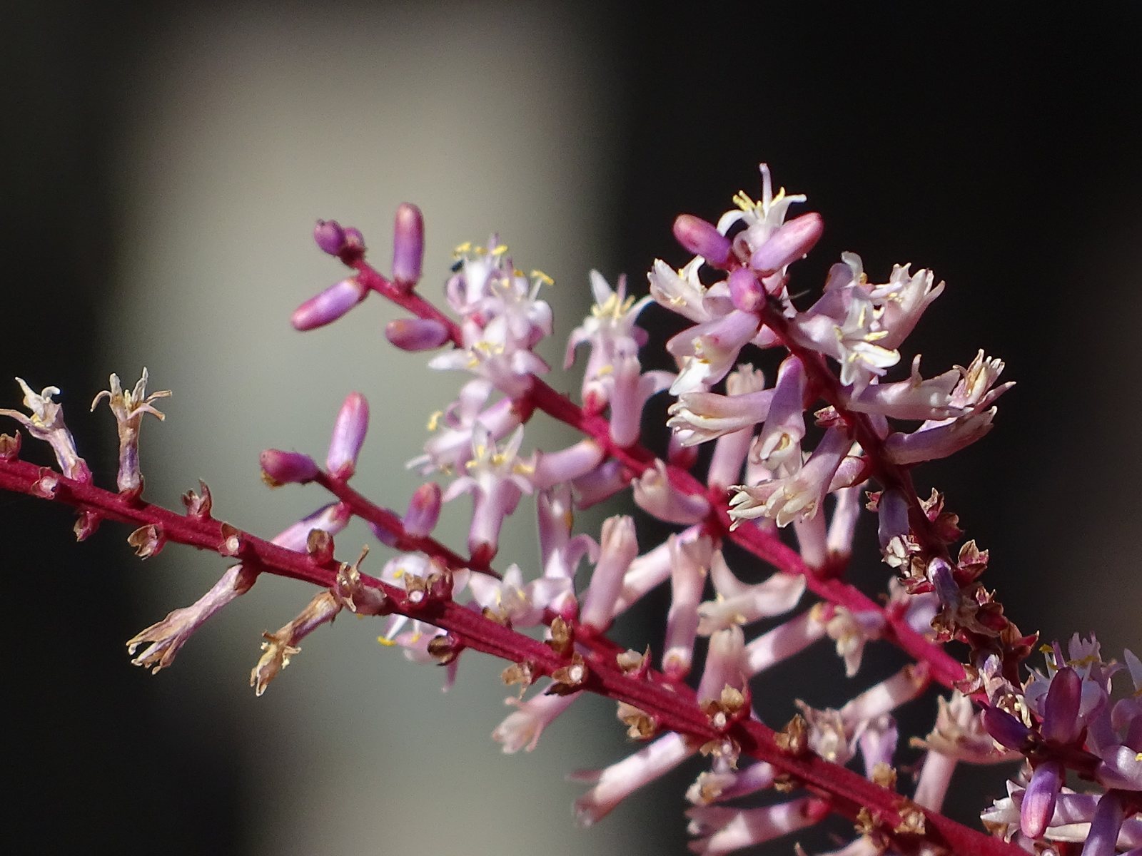 Red Sister ti plant