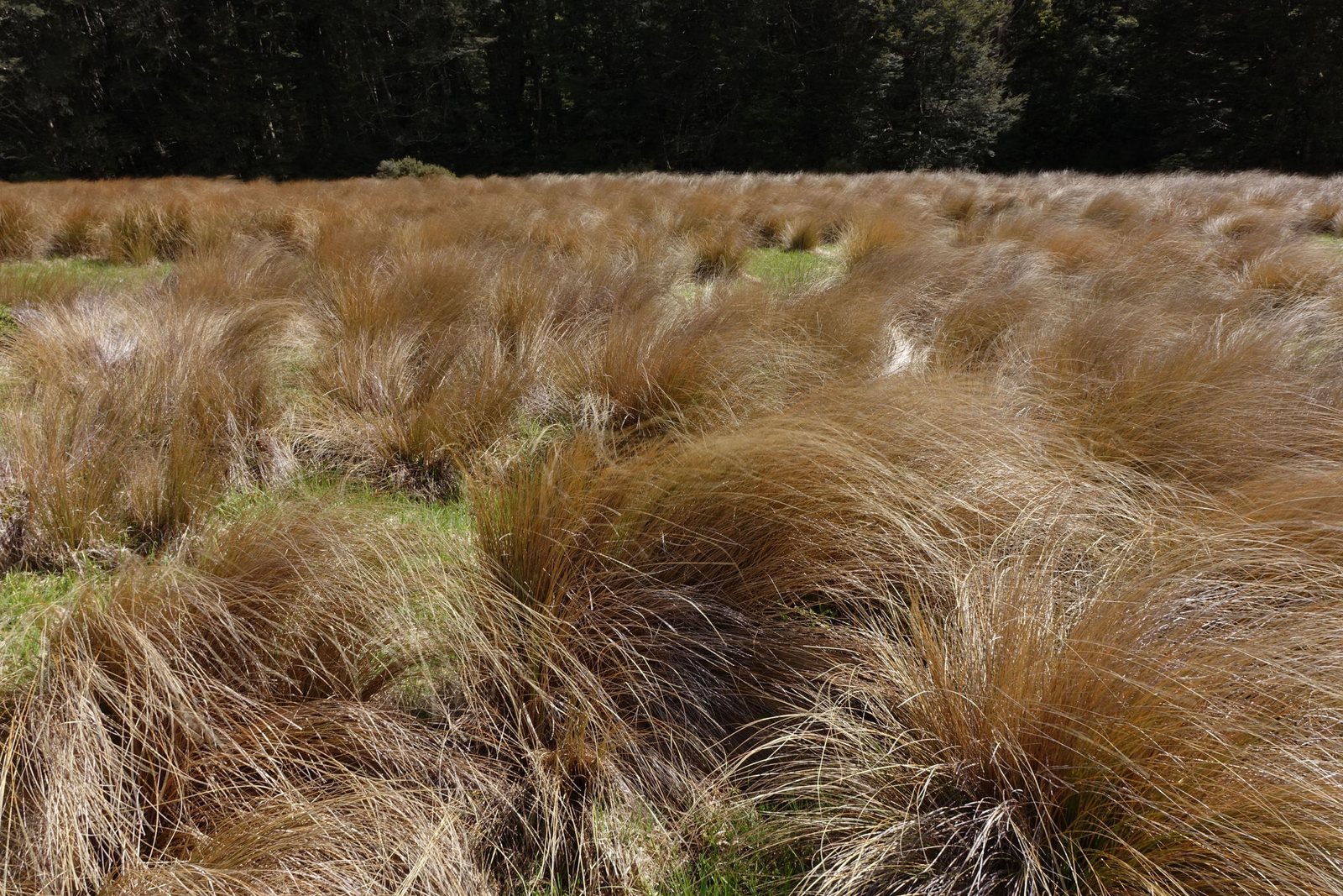 Red tussock grass