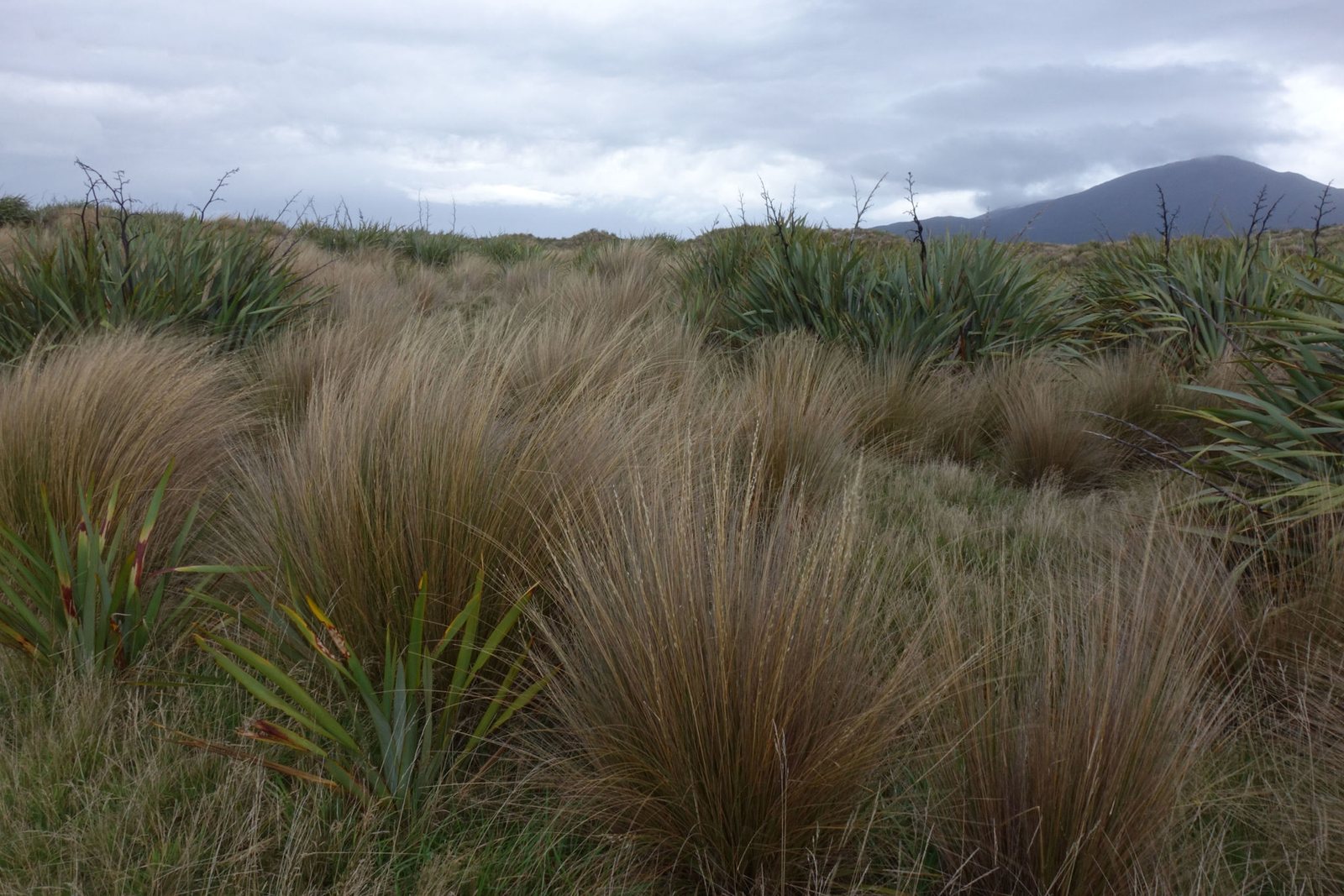 Red tussock grass