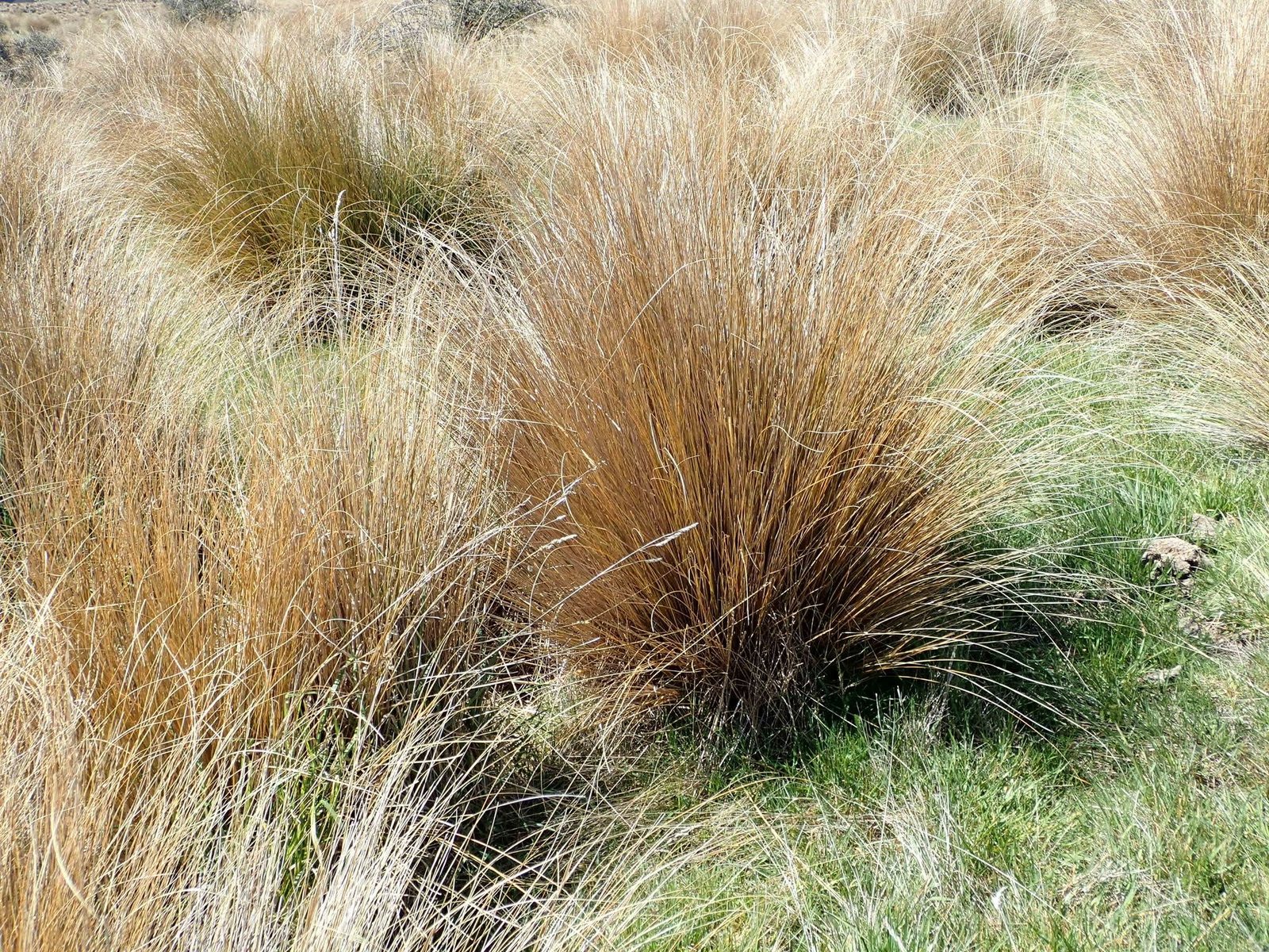Red tussock grass