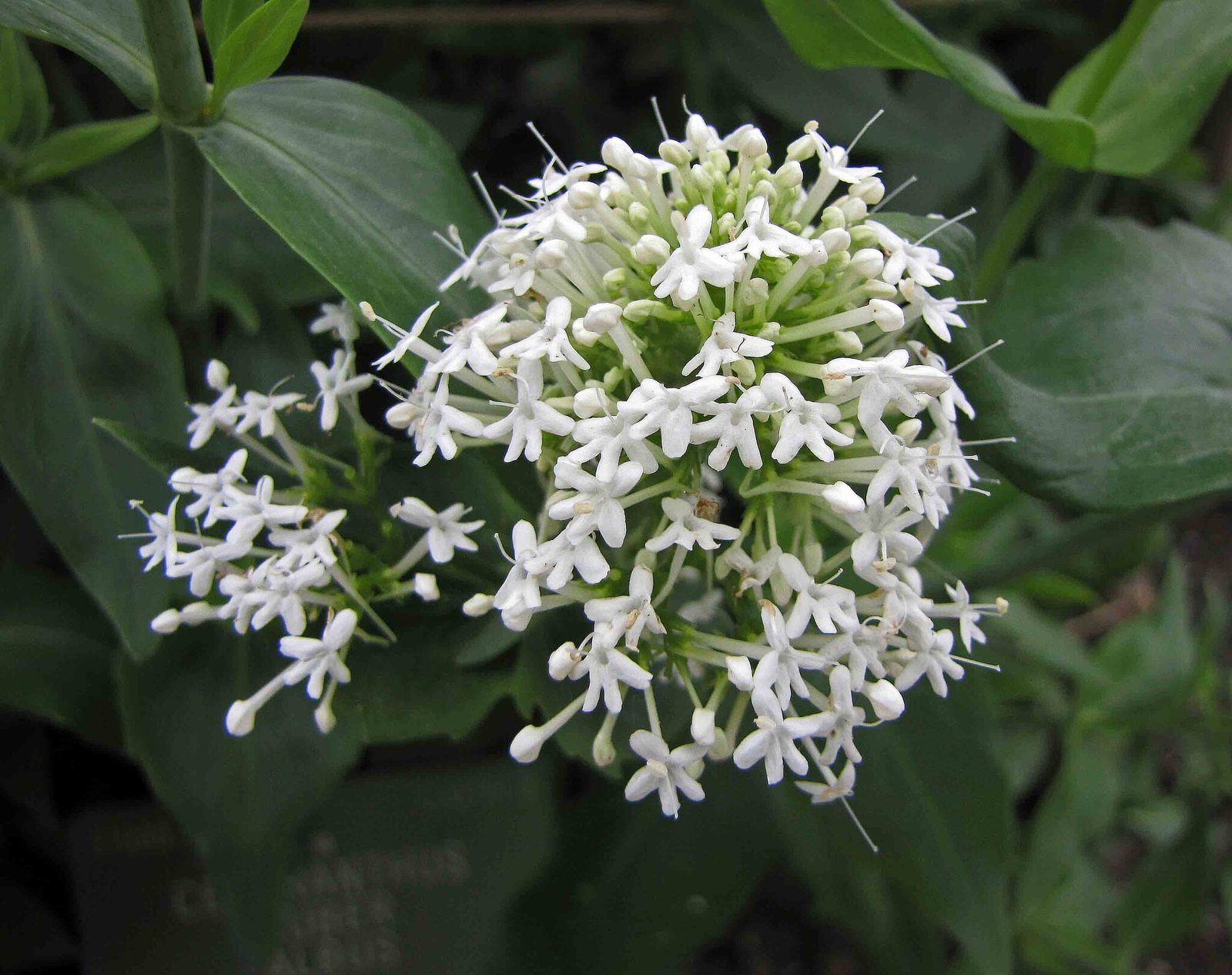 Red valerian