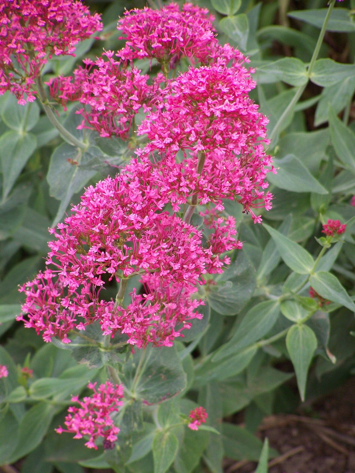 Red valerian