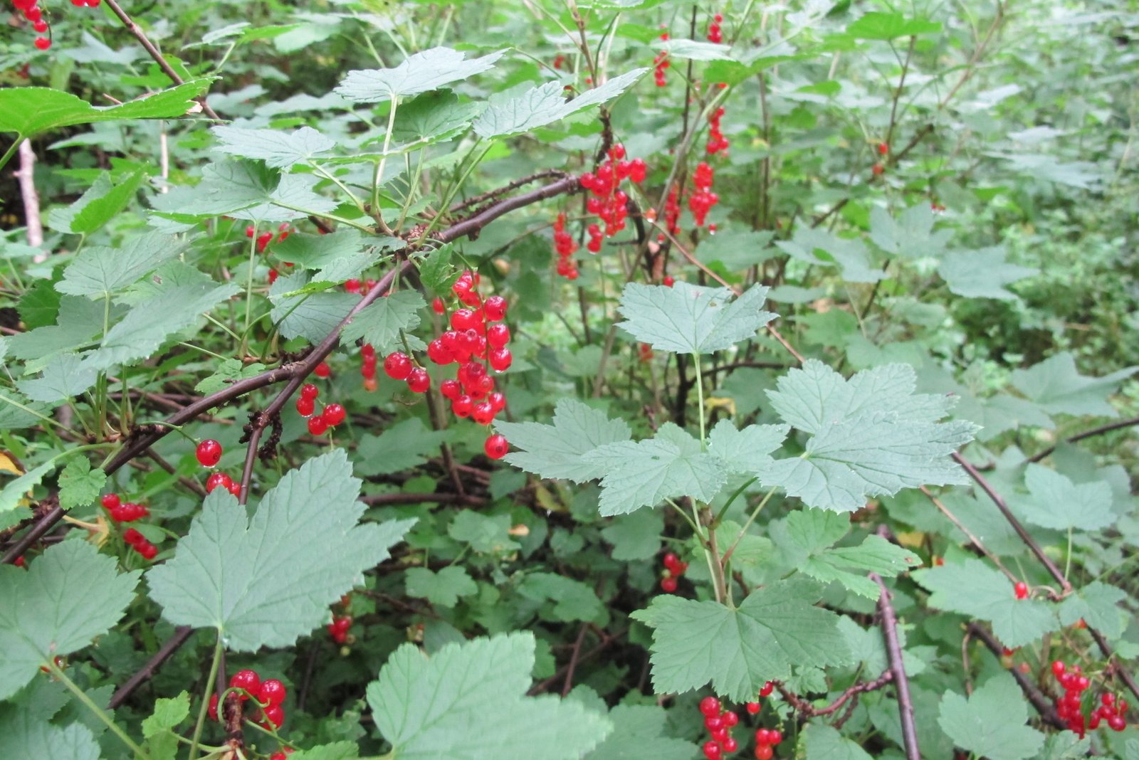 Redcurrant