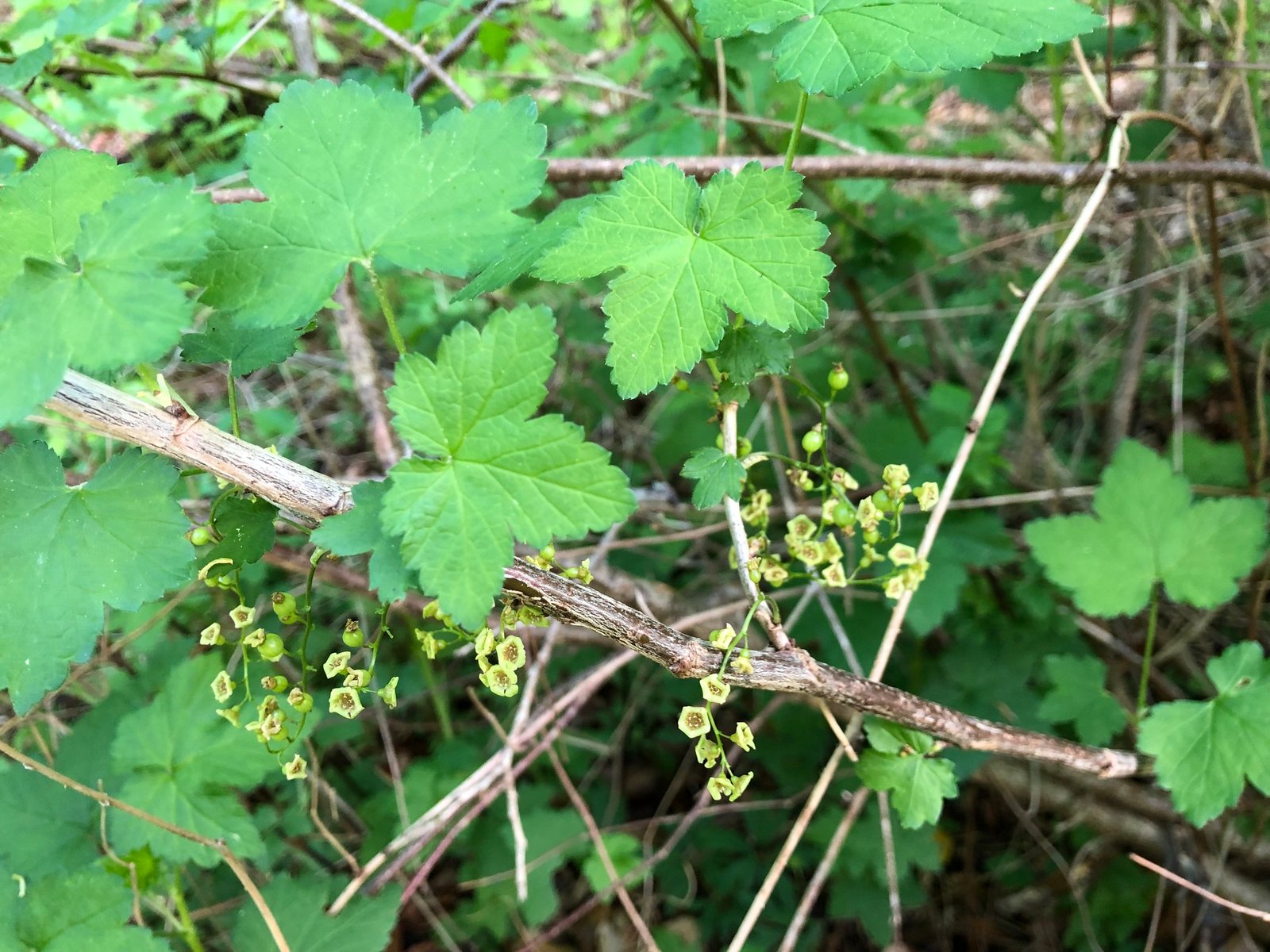 Redcurrant