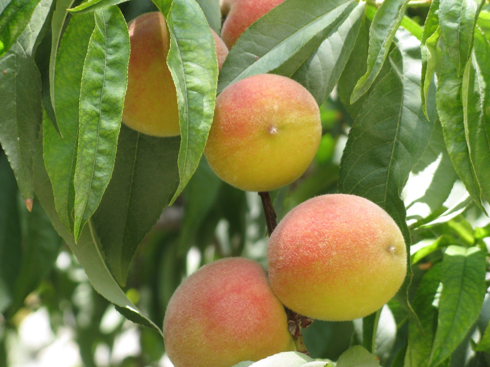 Redhaven peach