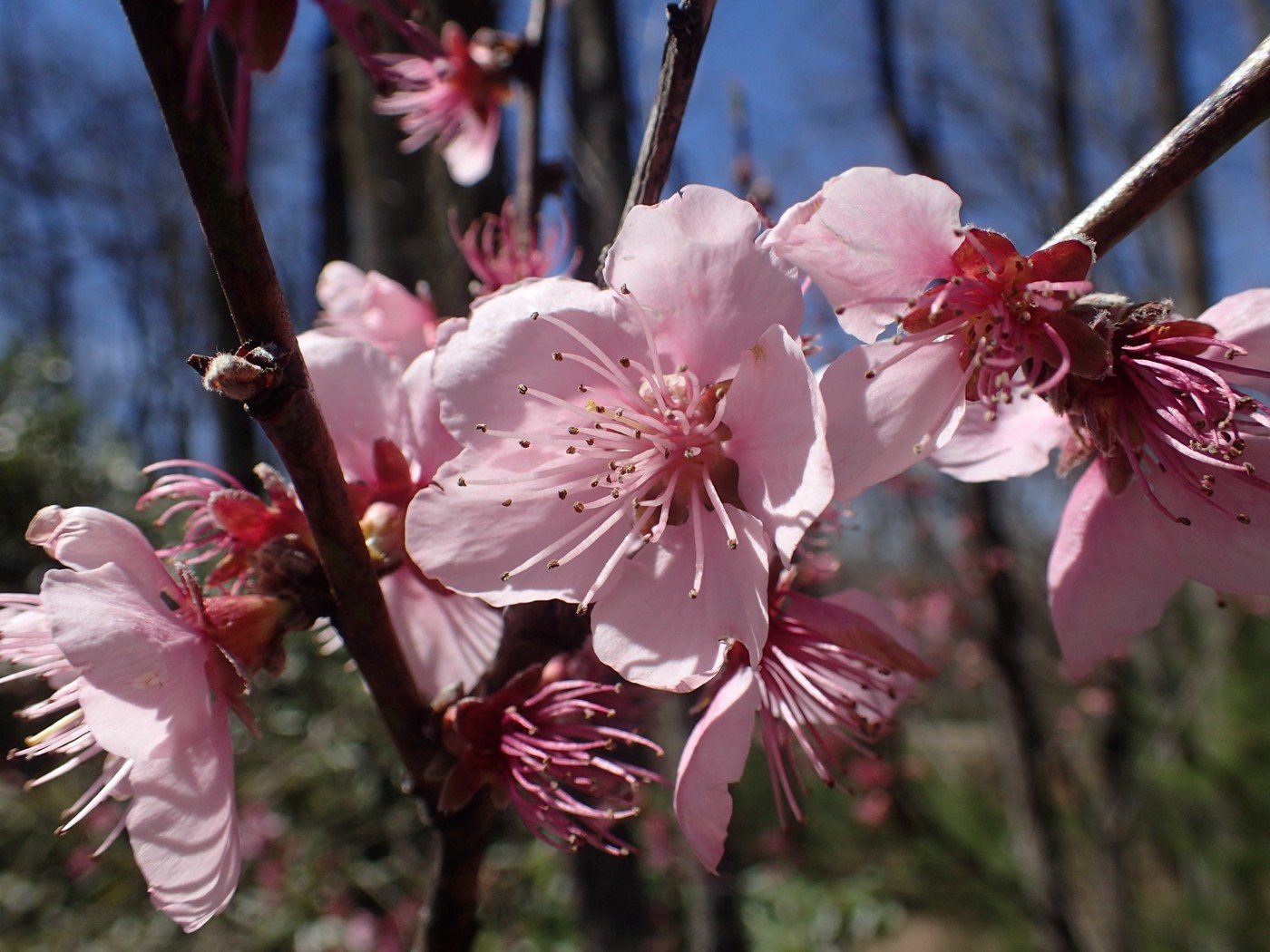 Redhaven peach