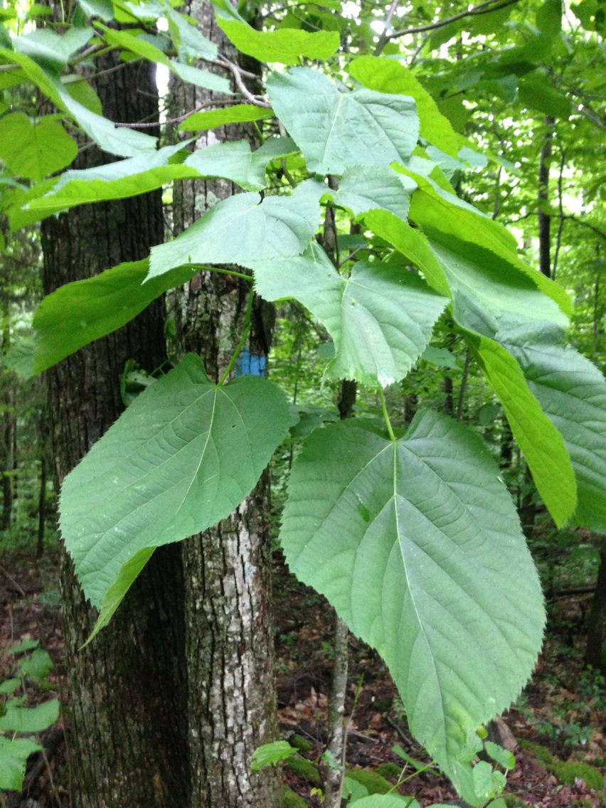 Redmond American linden