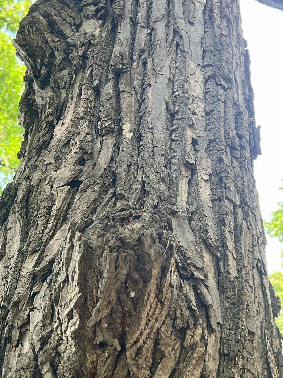 Redmond American linden