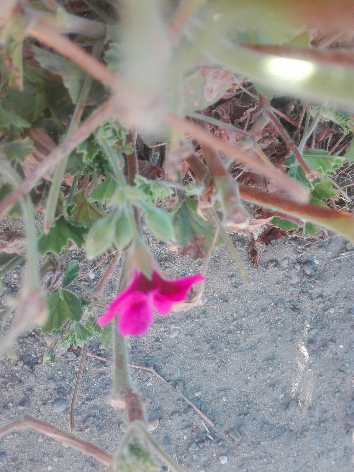 Regal geranium