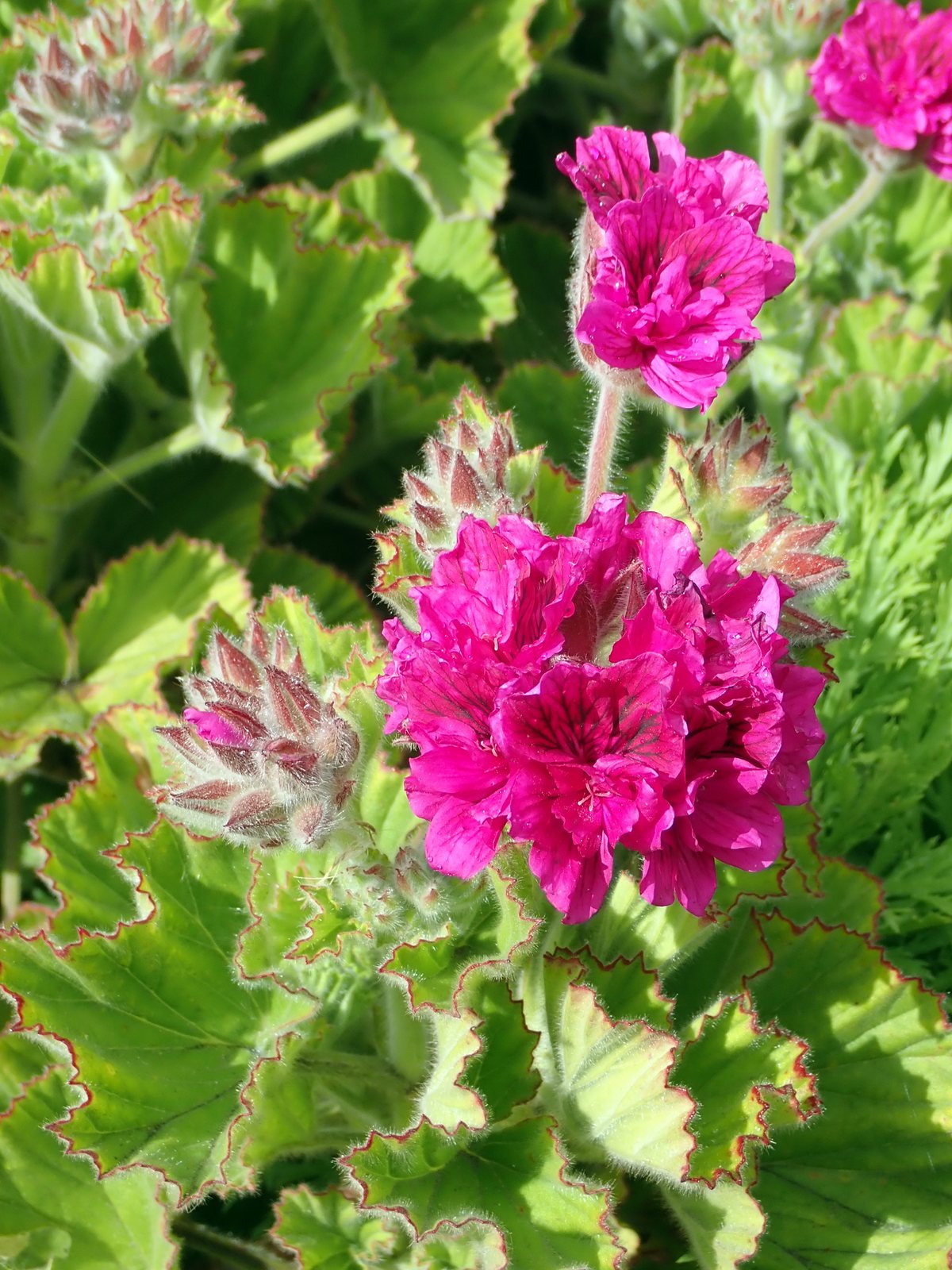 Regal geranium