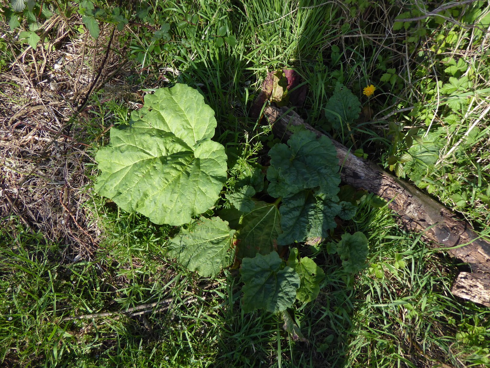 Rhubarb 'Victoria'