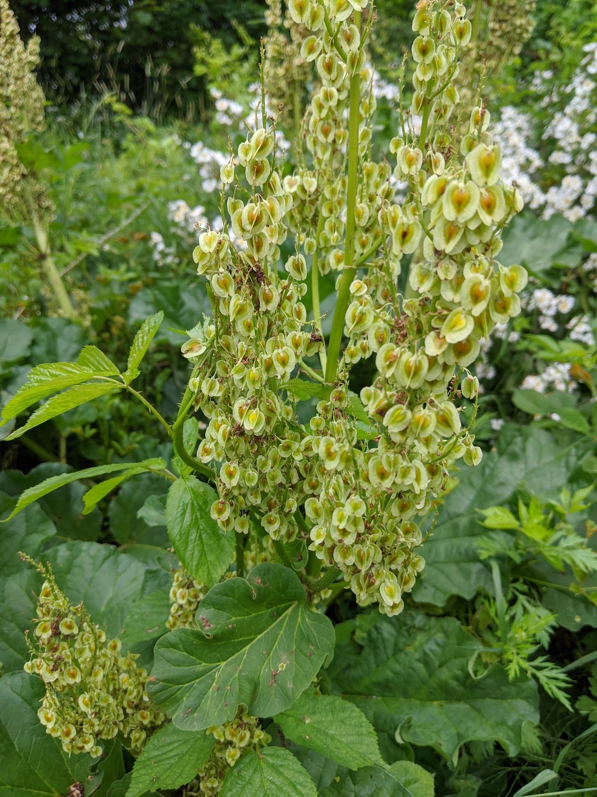 Rhubarb 'Victoria'