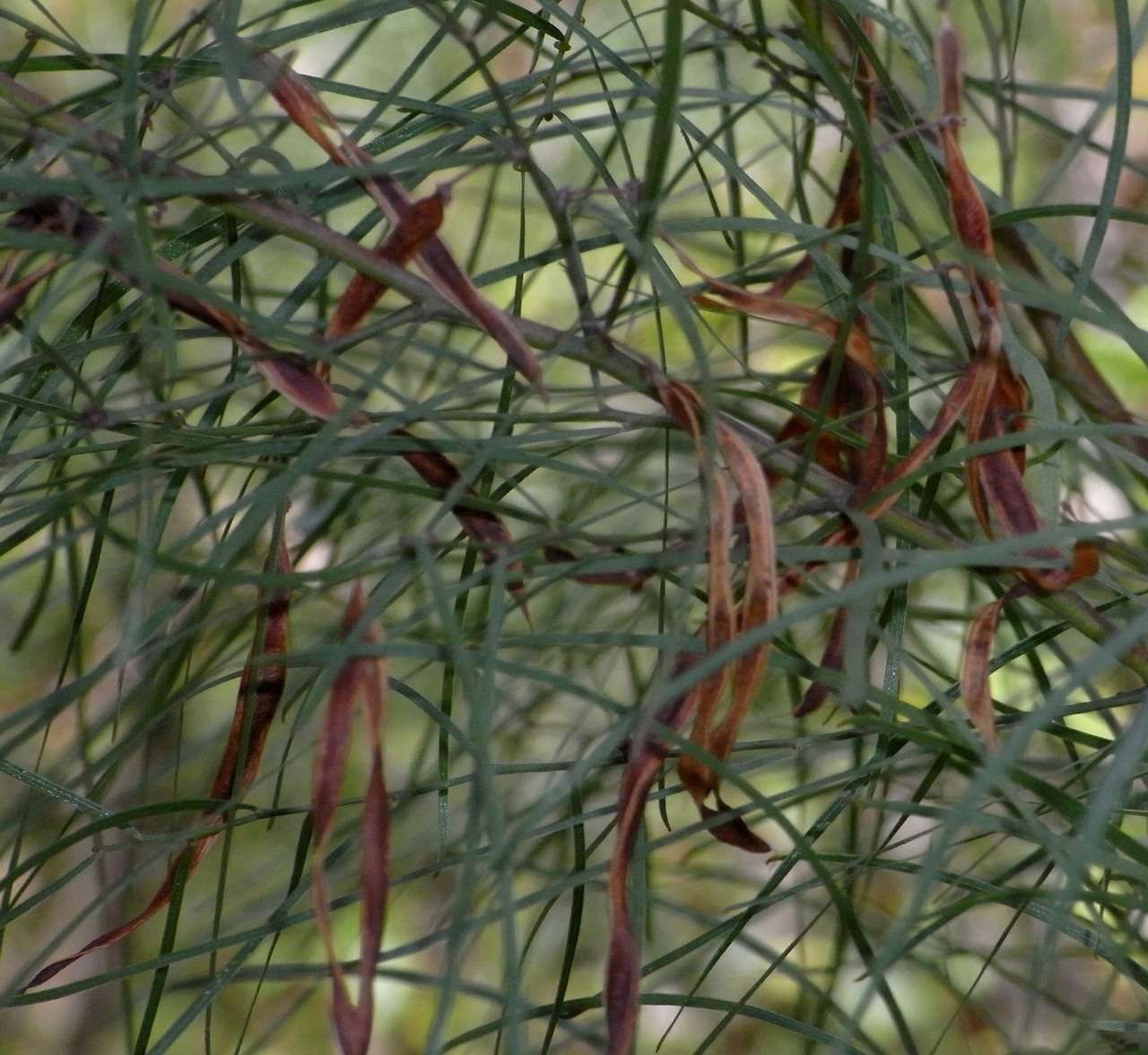 River wattle Fettuccini