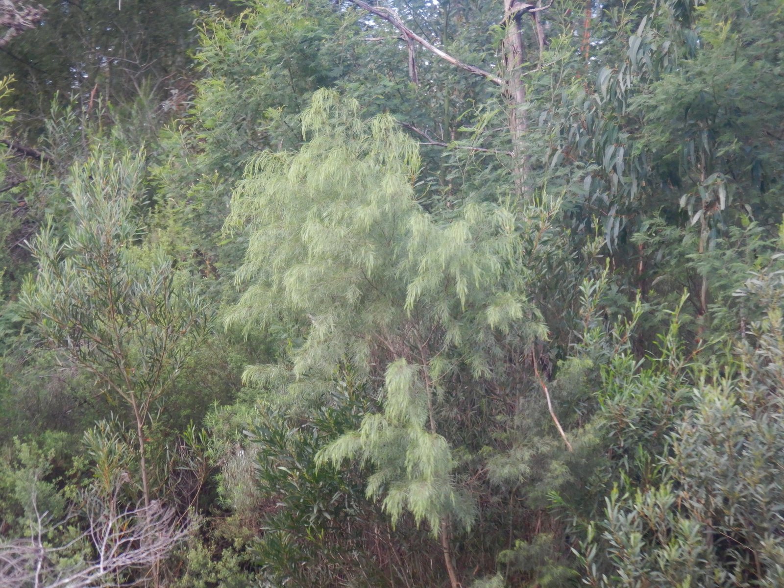 River wattle Fettuccini