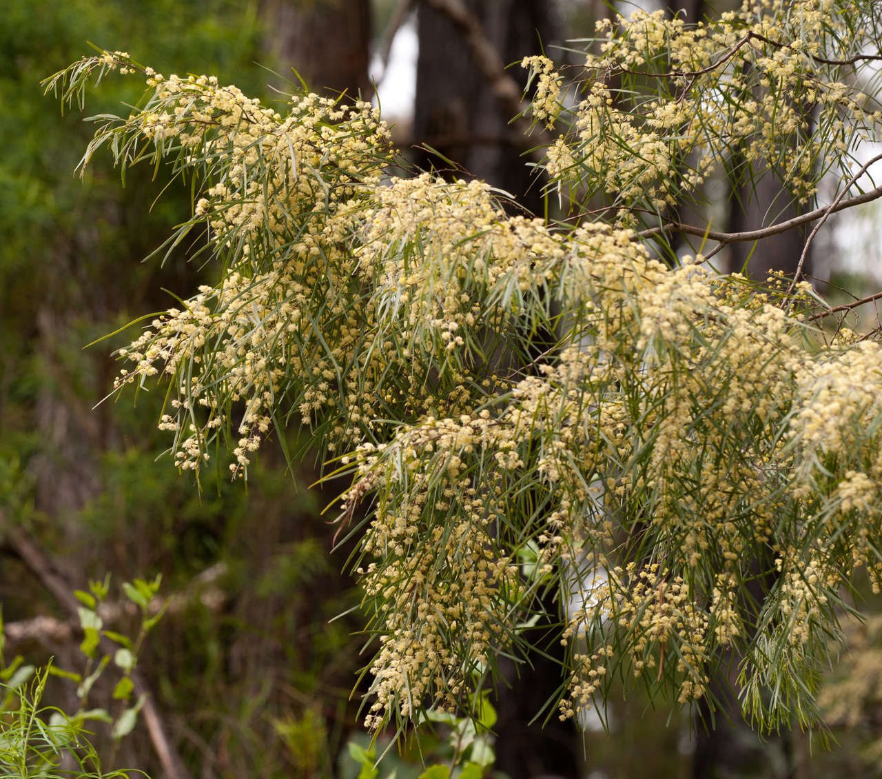 River wattle Limelight
