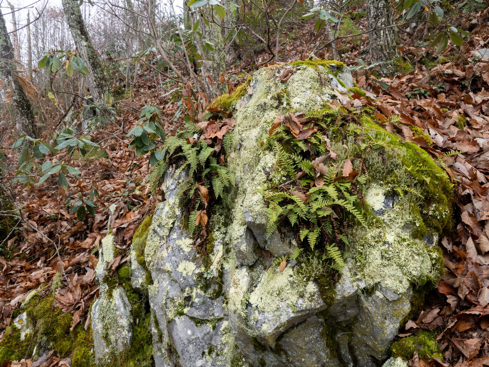 Rock polypody