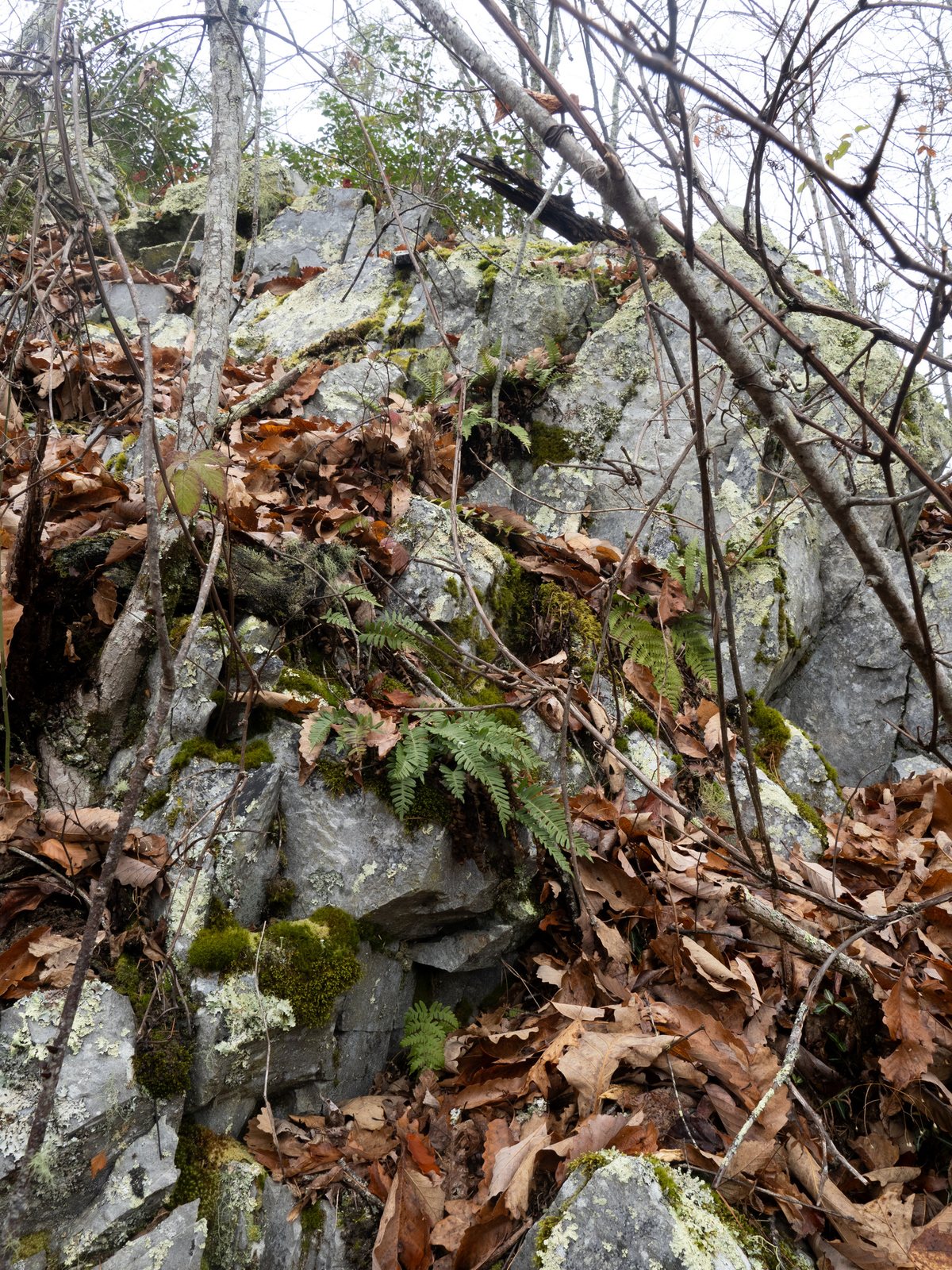 Rock polypody