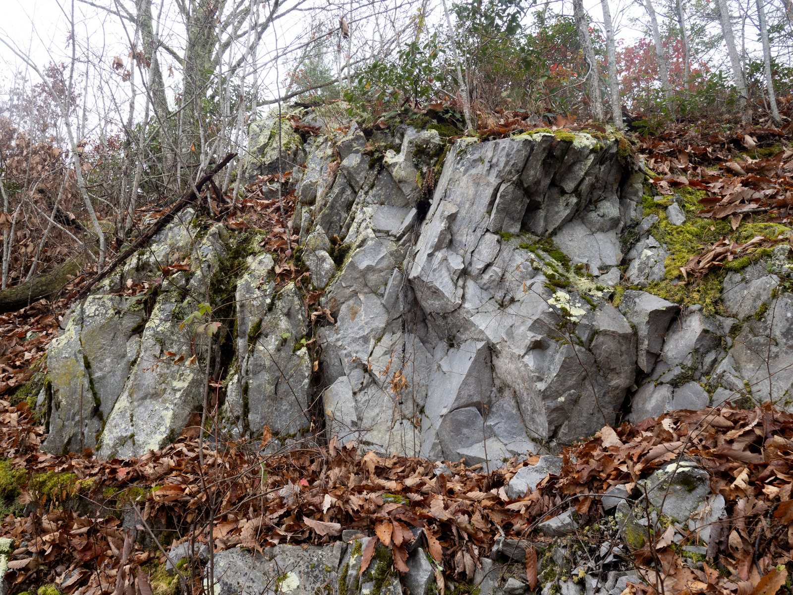 Rock polypody