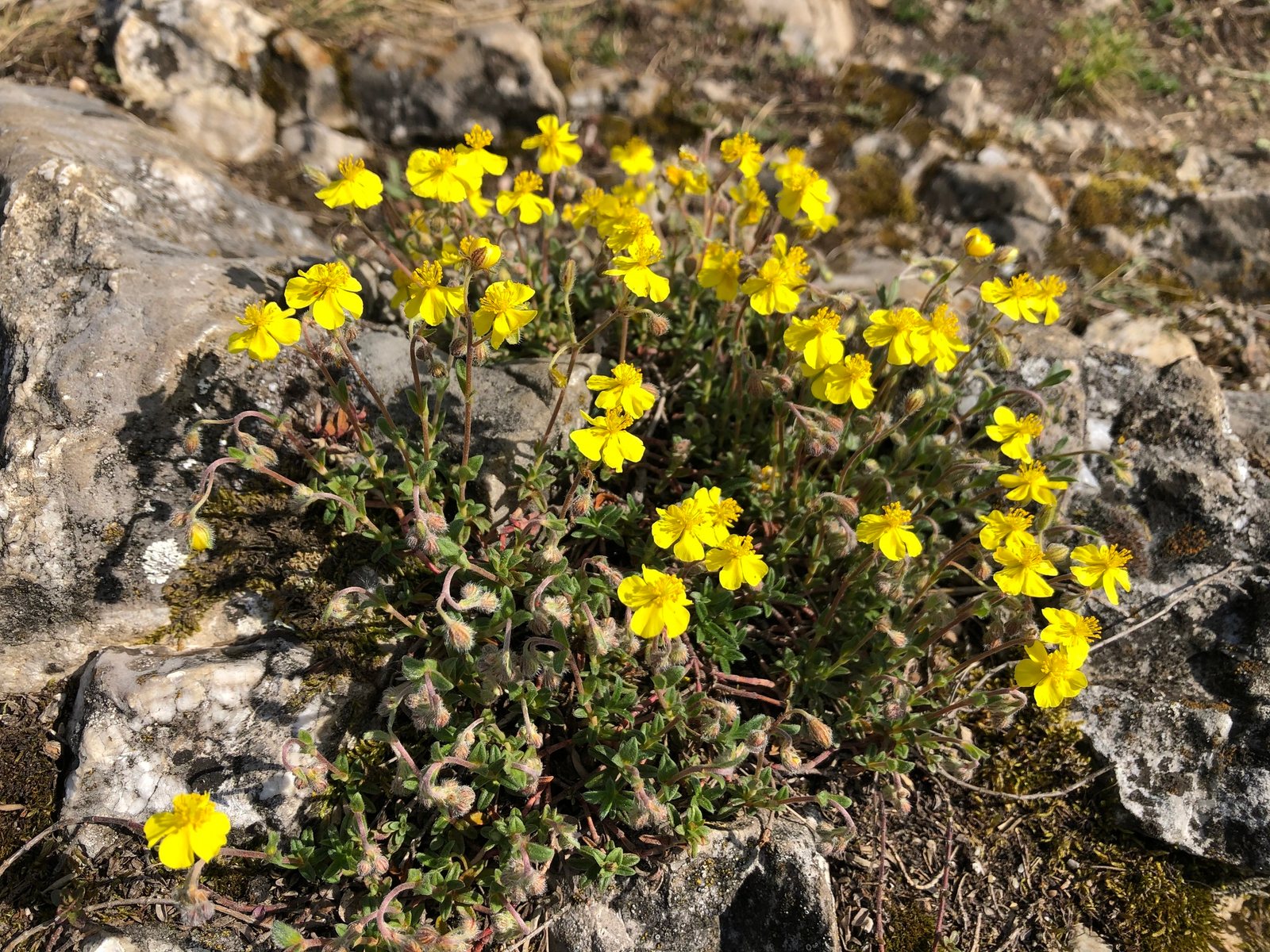 Rock rose 'Wisley Primrose'