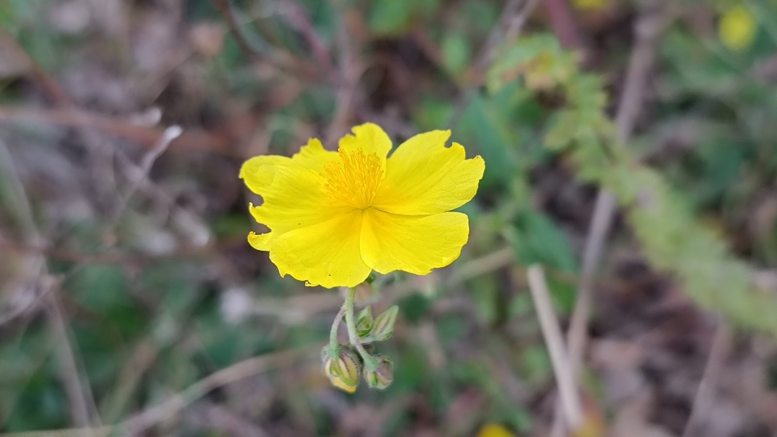 Rock rose 'Wisley Primrose'