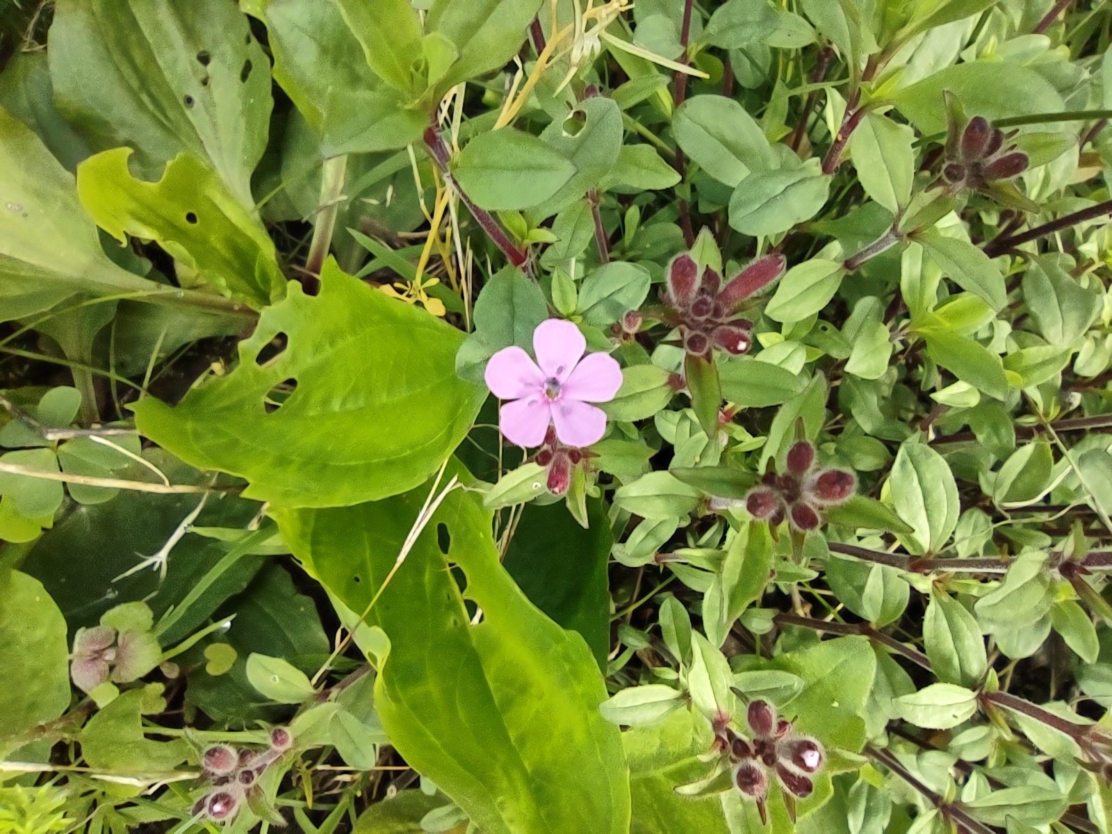 Rock soapwort