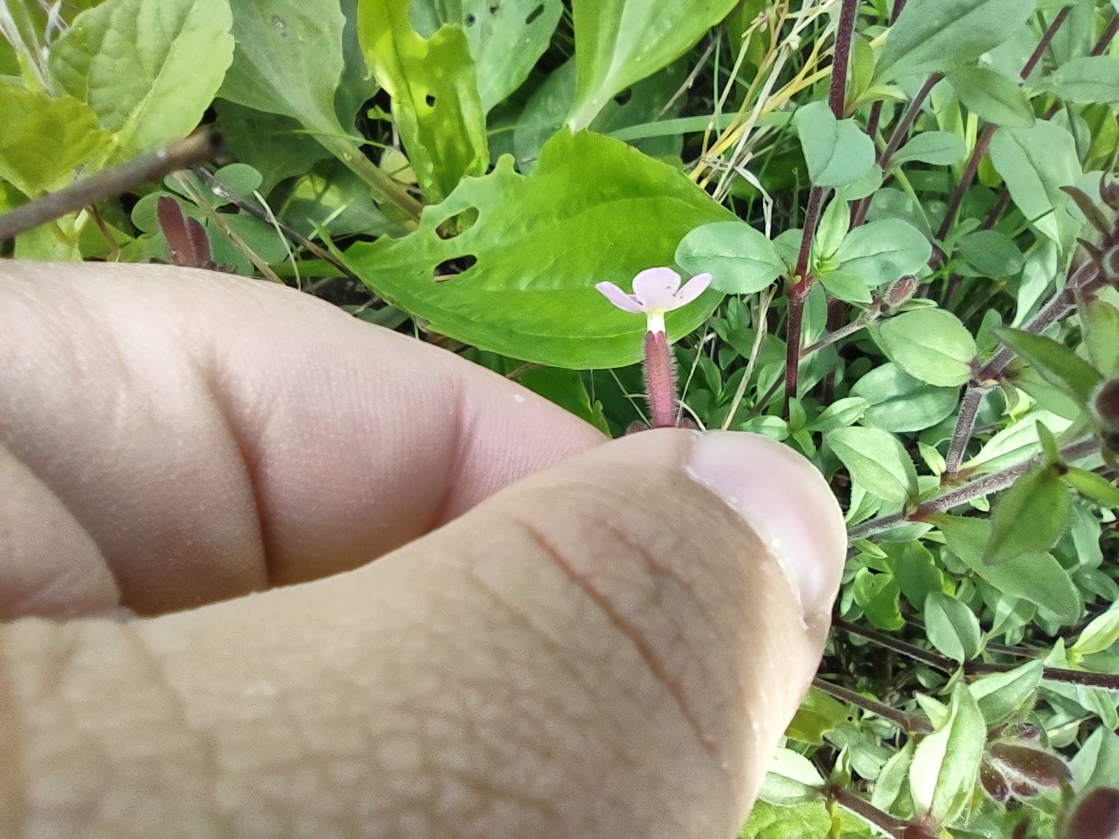 Rock soapwort