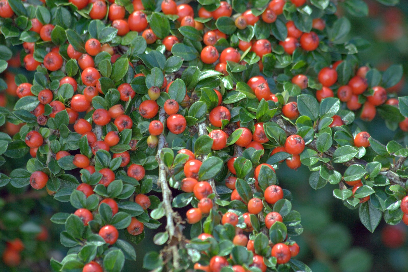 Rockspray cotoneaster