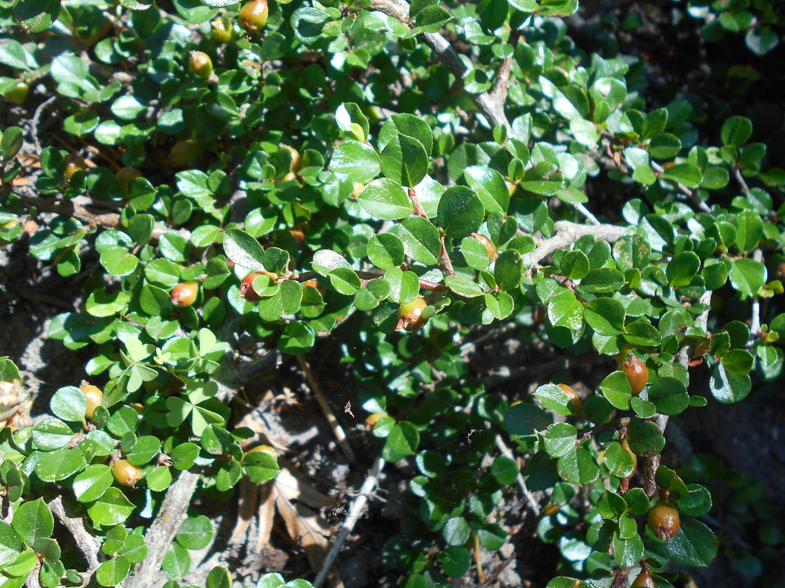 Rockspray cotoneaster