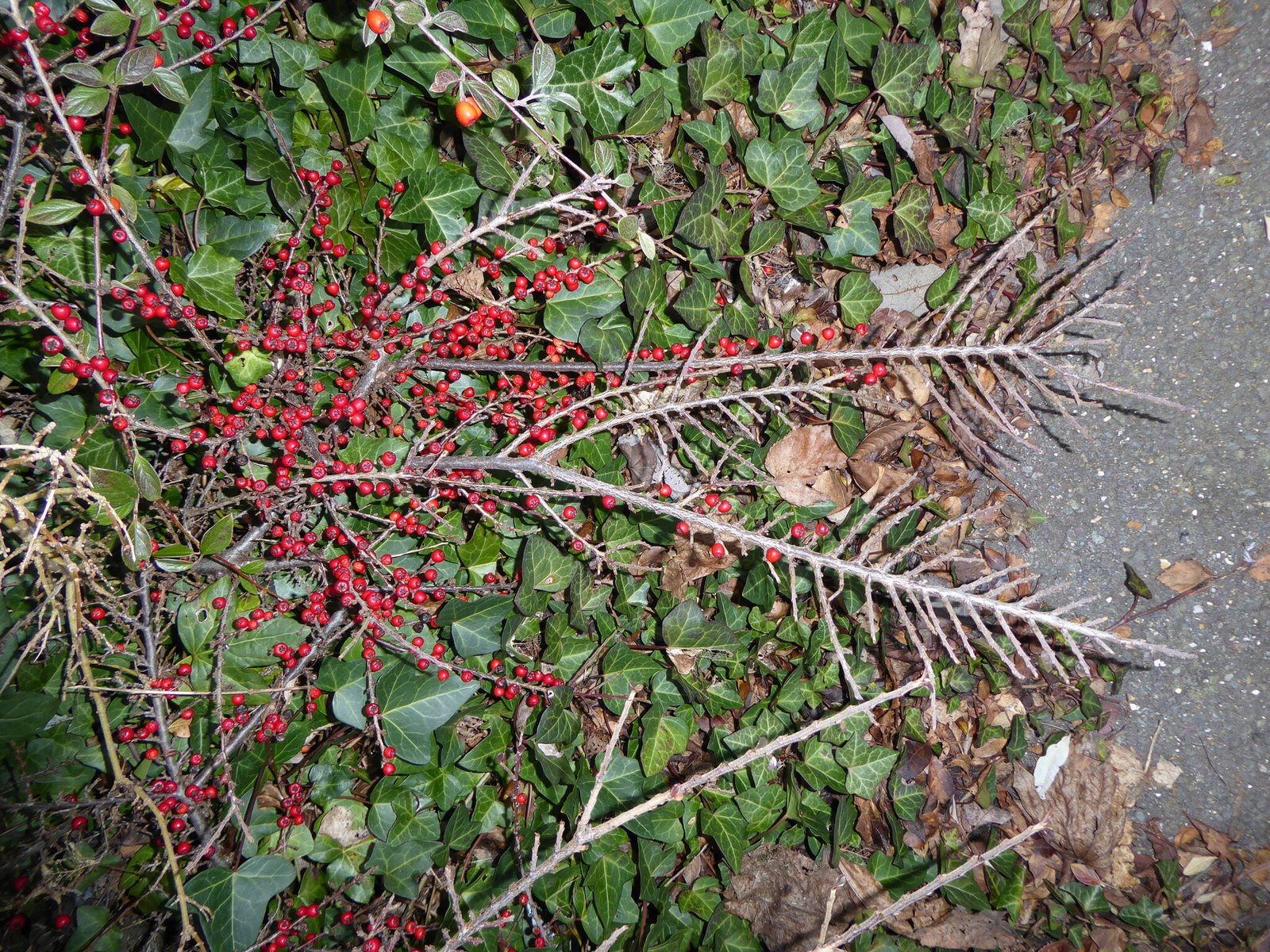Rockspray cotoneaster