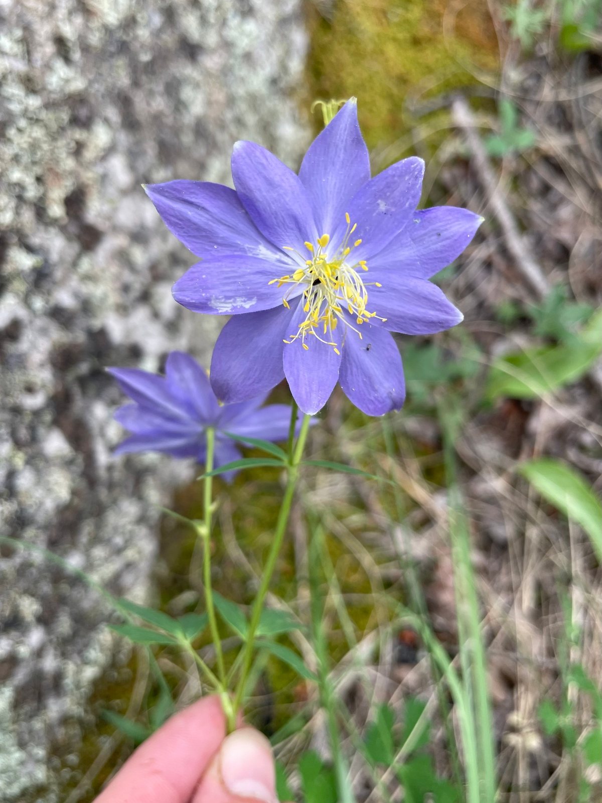 Rocky Mountain columbine