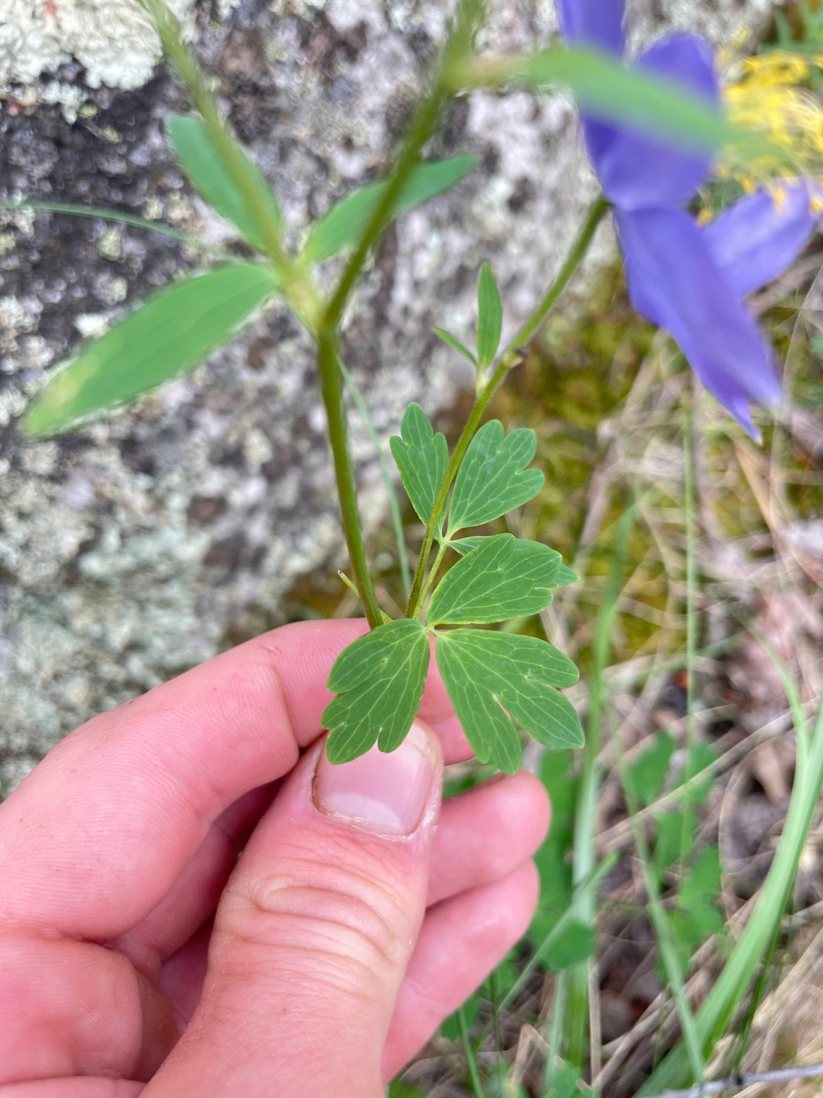 Rocky Mountain columbine