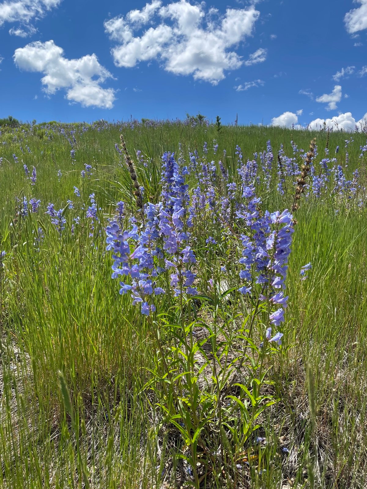 Rocky Mountain penstemon
