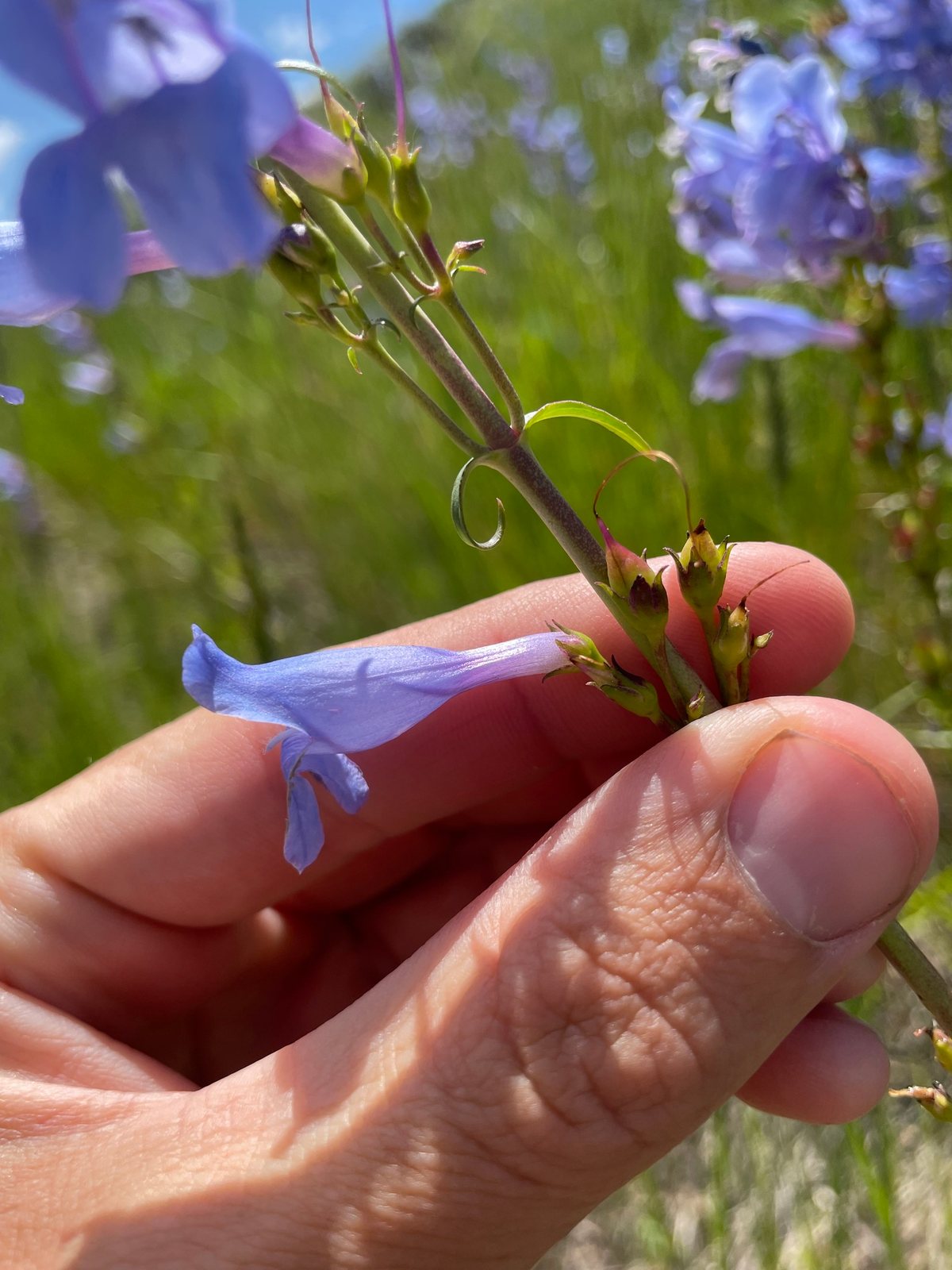 Rocky Mountain penstemon