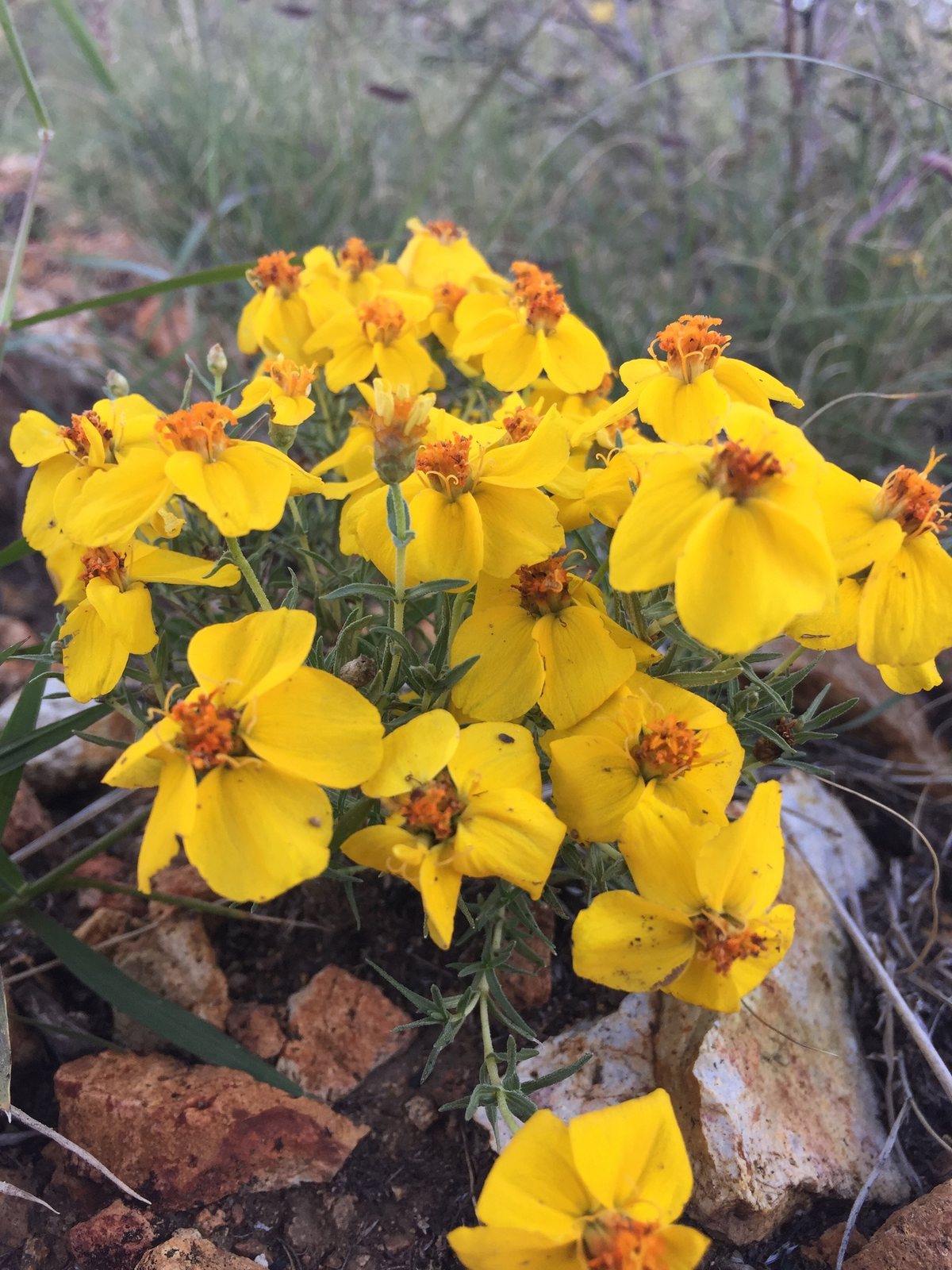 Rocky Mountain zinnia